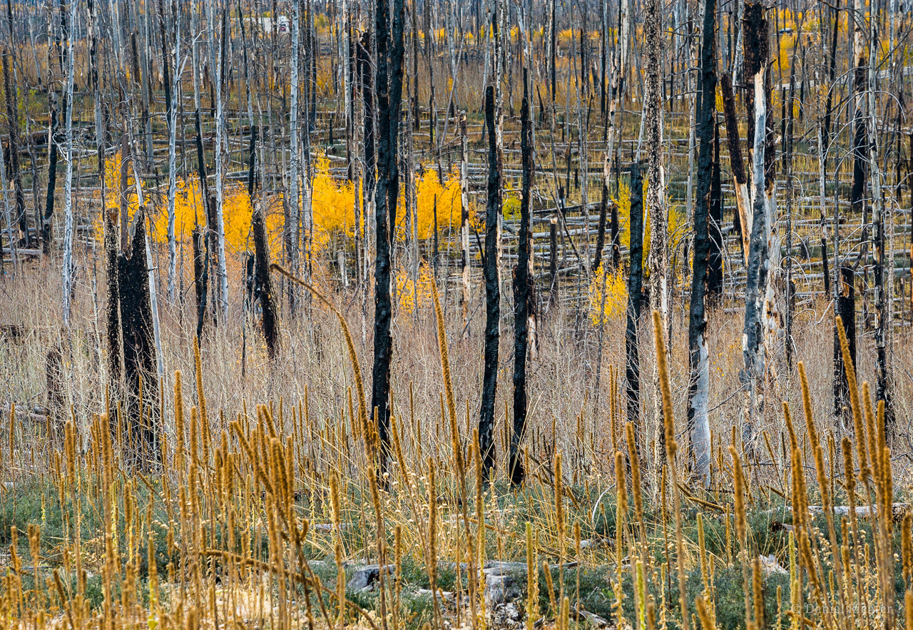 Nikon AF-S Nikkor 70-200mm F4G ED VR sample photo. From the ashes we will rise photography