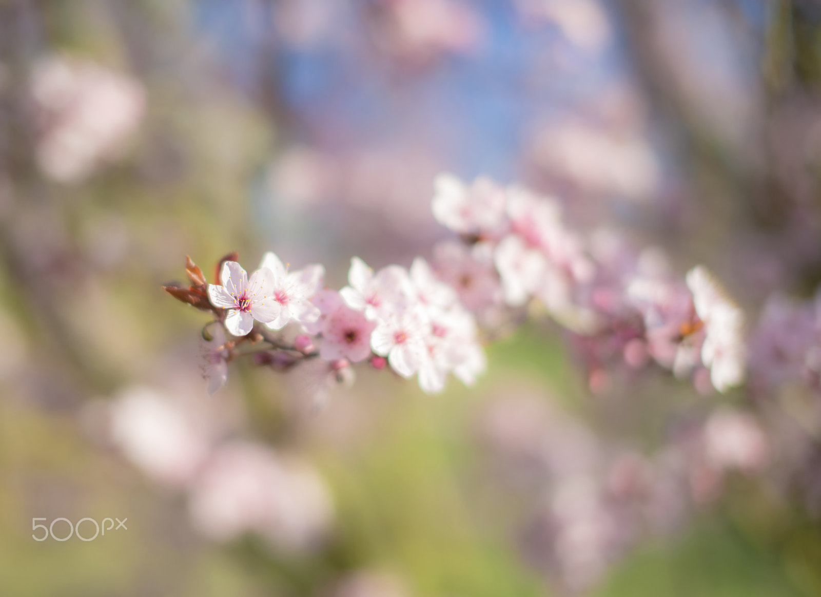 Nikon D600 + Sigma 50mm F1.4 EX DG HSM sample photo. Spring photography