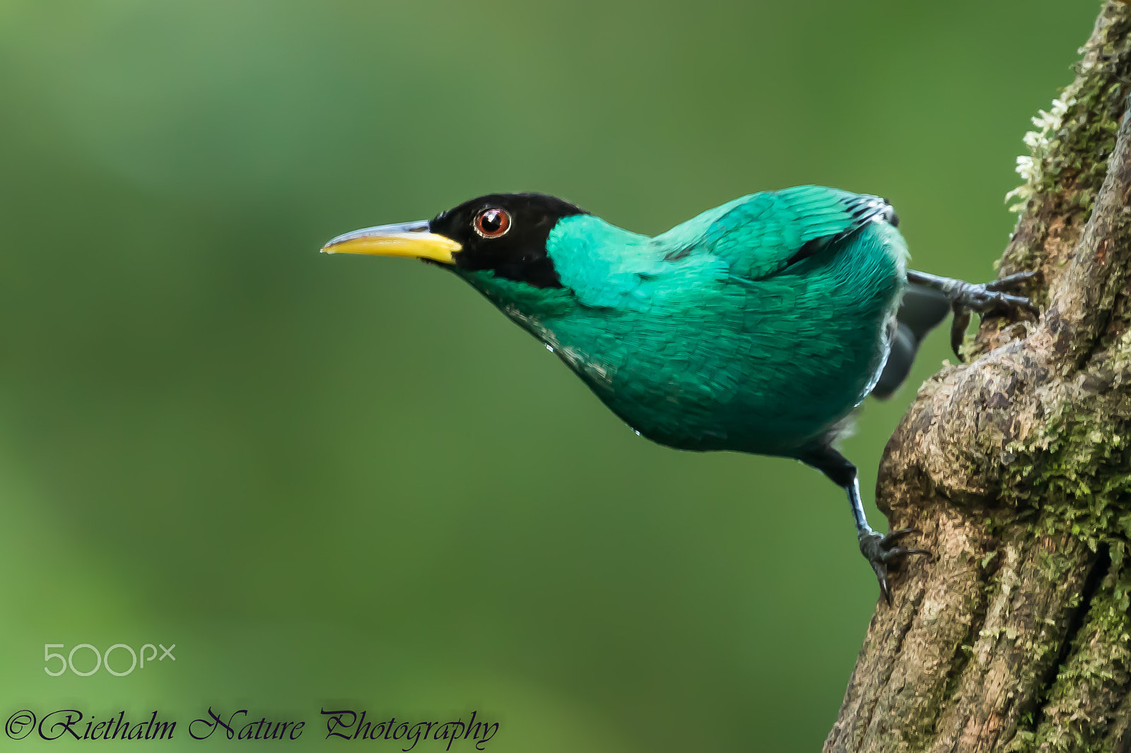 Canon EF 70-200mm F4L USM sample photo. Green honeycreeper photography