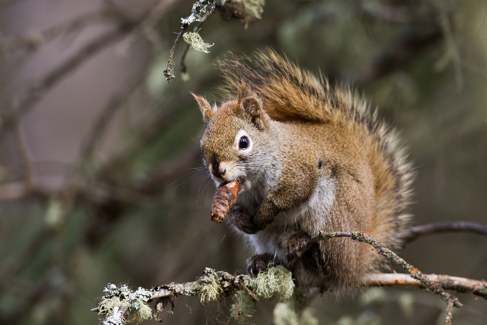 Canon EF 500mm F4L IS USM sample photo. Winston the squirrel photography