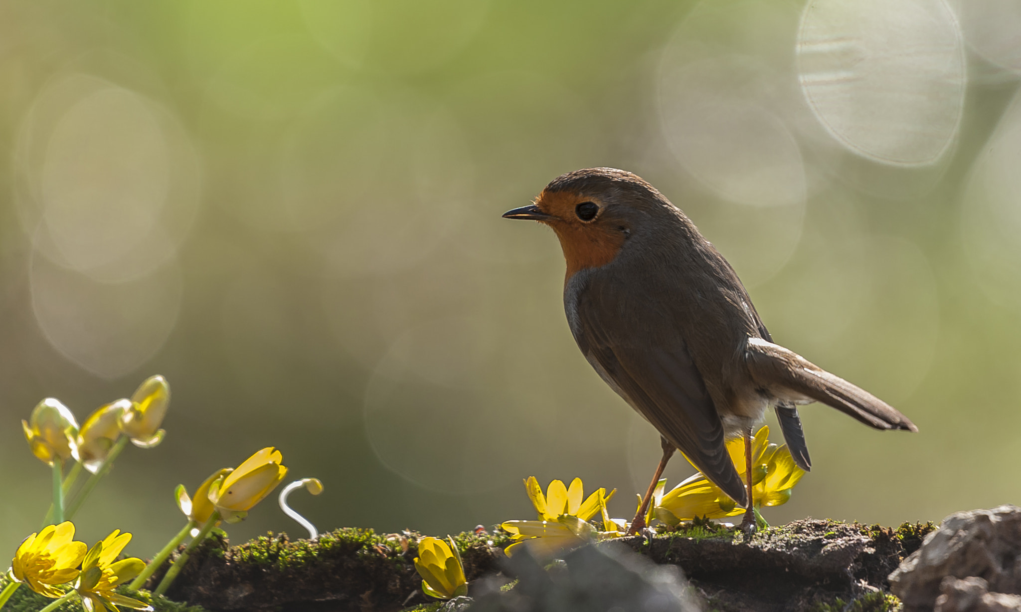 Nikon D3 + Sigma 50-500mm F4.5-6.3 DG OS HSM sample photo. Peti photography