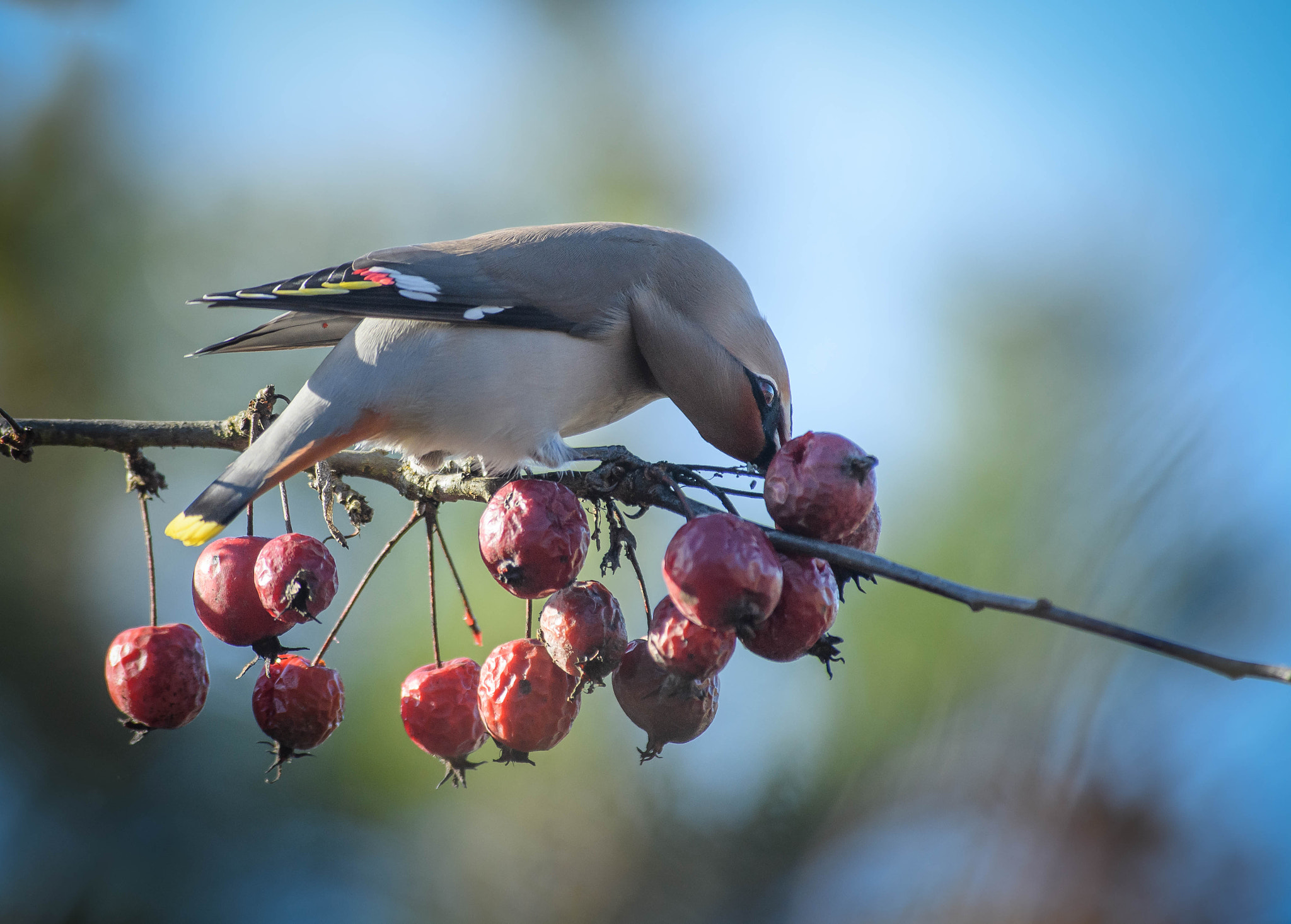 Nikon D5 sample photo. Apple gourmand photography