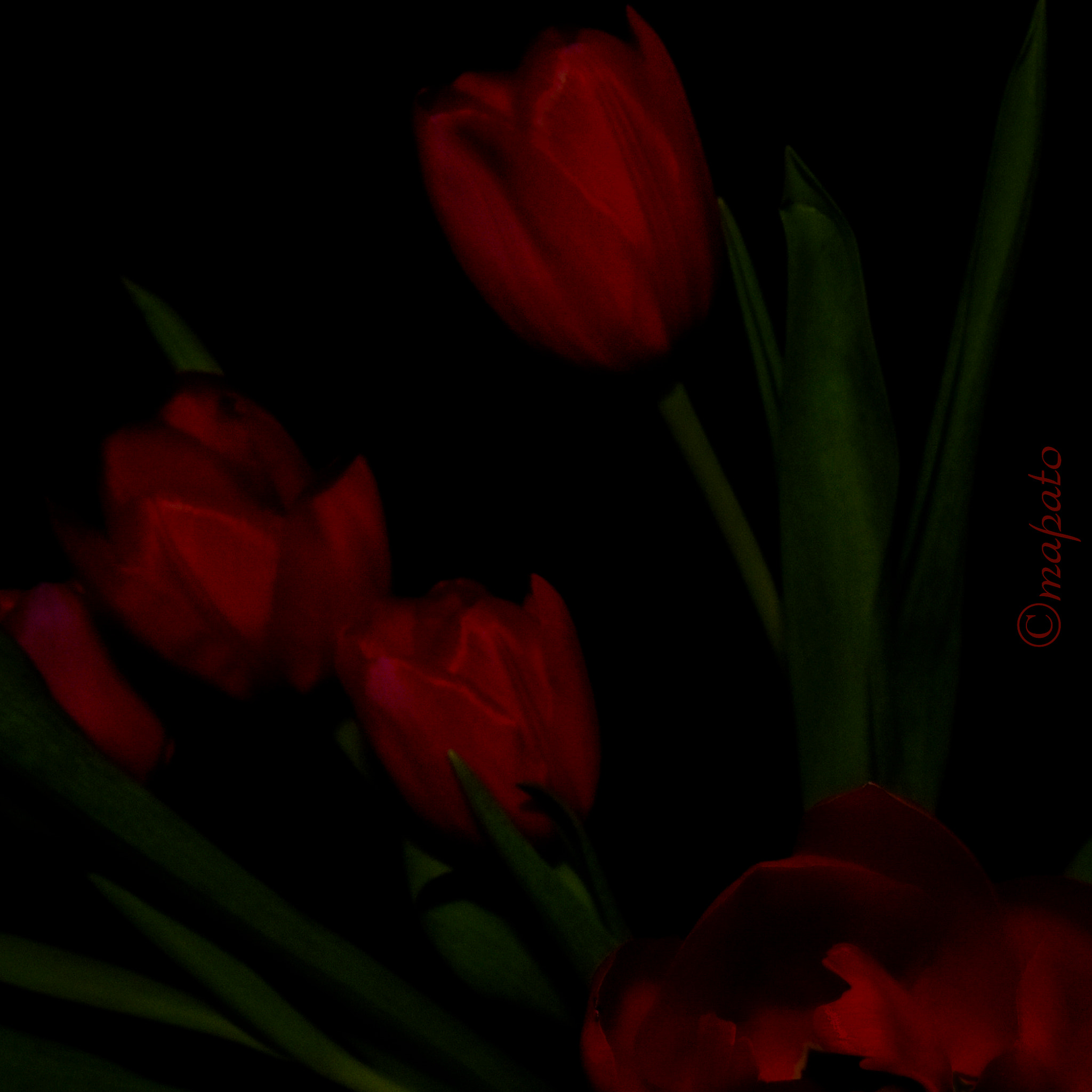 Nikon D7200 sample photo. Leuchtende tulpen... photography