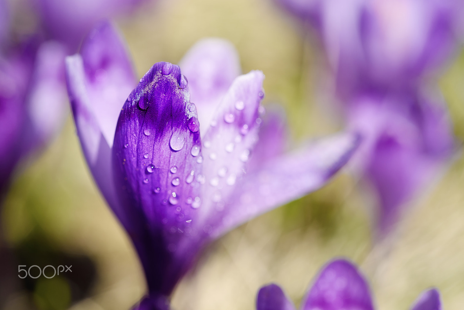 Nikon D750 + Nikon AF Micro-Nikkor 60mm F2.8D sample photo. Spring crocus flower photography