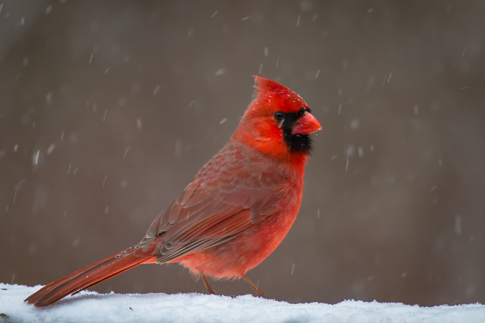 Canon EF-S 55-250mm F4-5.6 IS STM sample photo. Bird ii 170313 photography