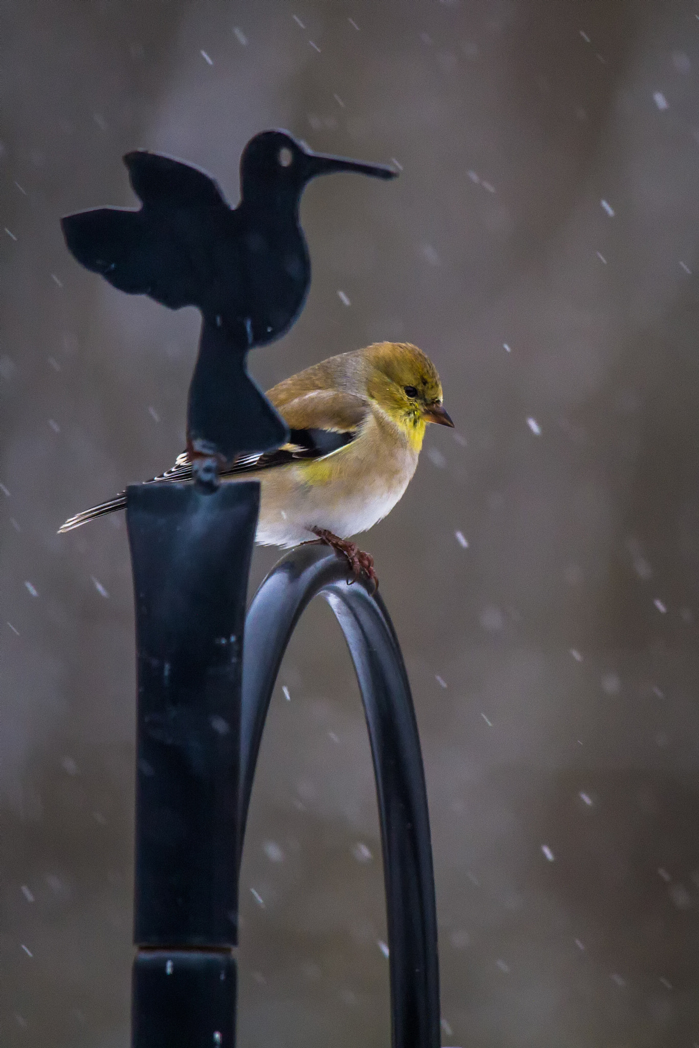Canon EF-S 55-250mm F4-5.6 IS STM sample photo. Bird iii 170313 photography