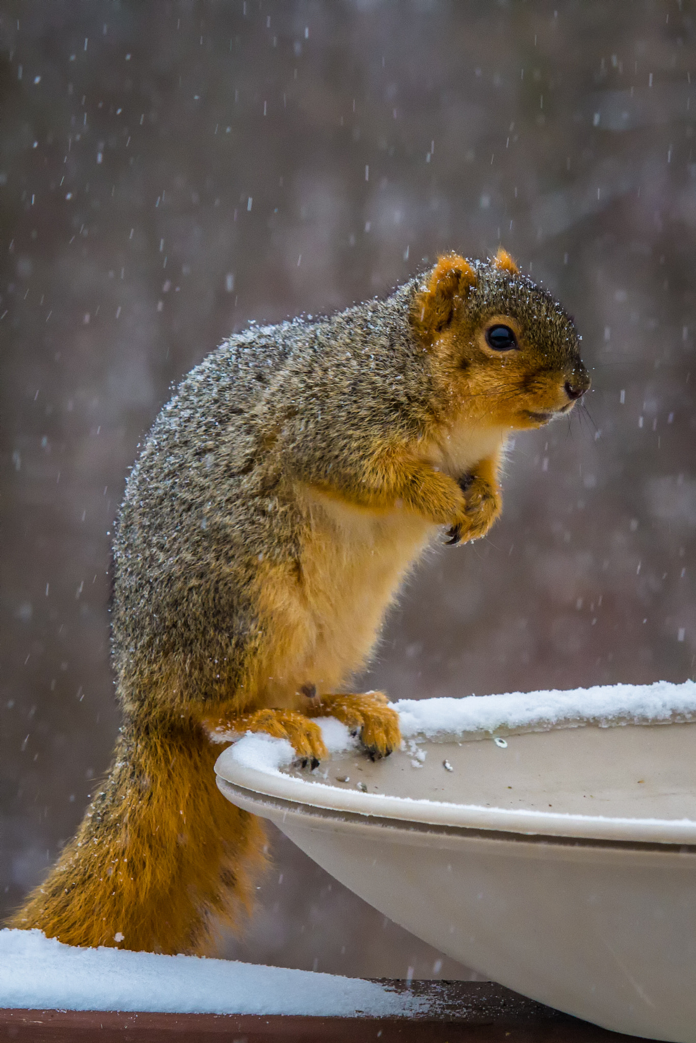 Canon EF-S 55-250mm F4-5.6 IS STM sample photo. Squirrel ii 170313 photography