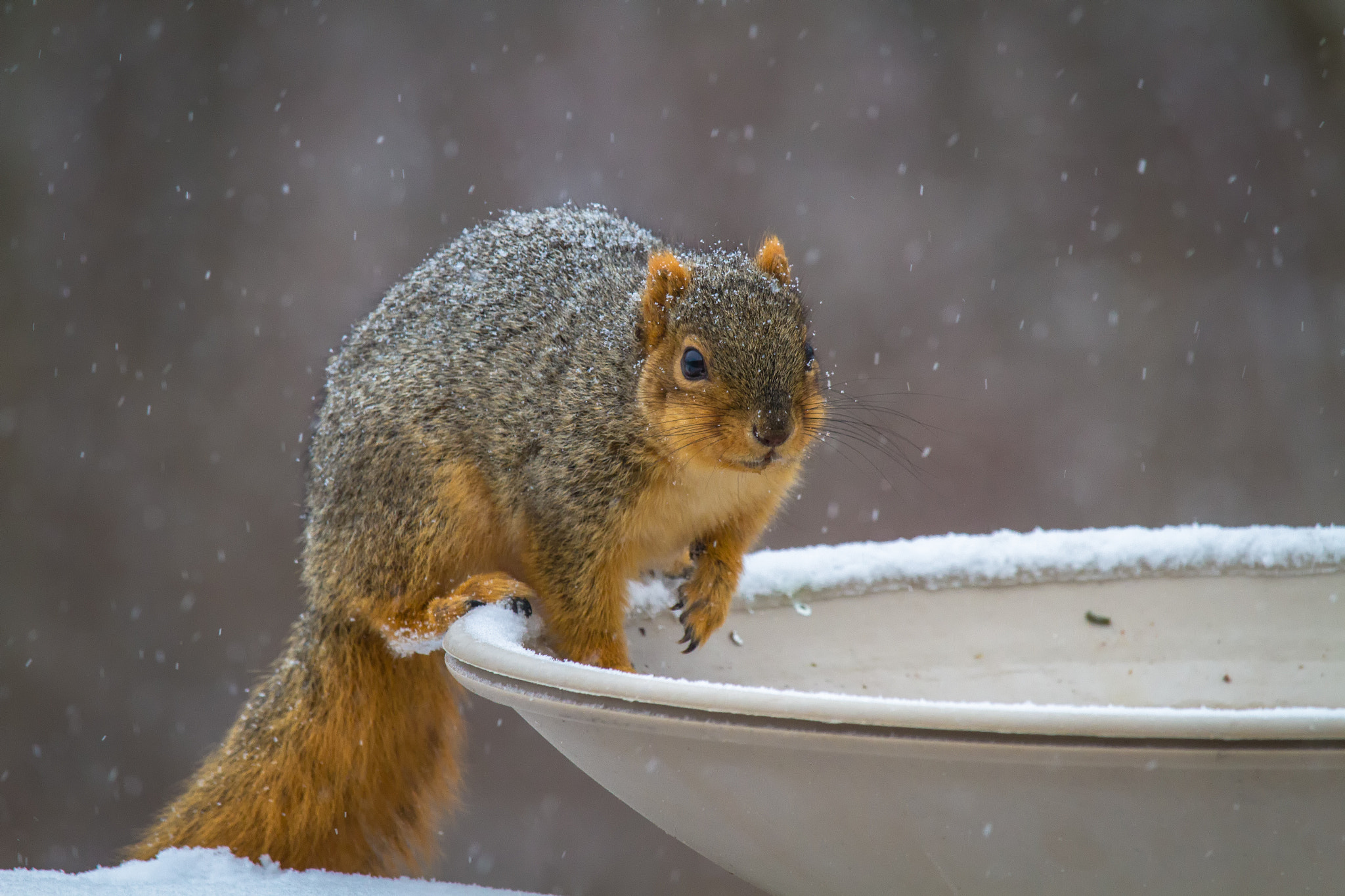 Canon EF-S 55-250mm F4-5.6 IS STM sample photo. Squirrel i 170313 photography