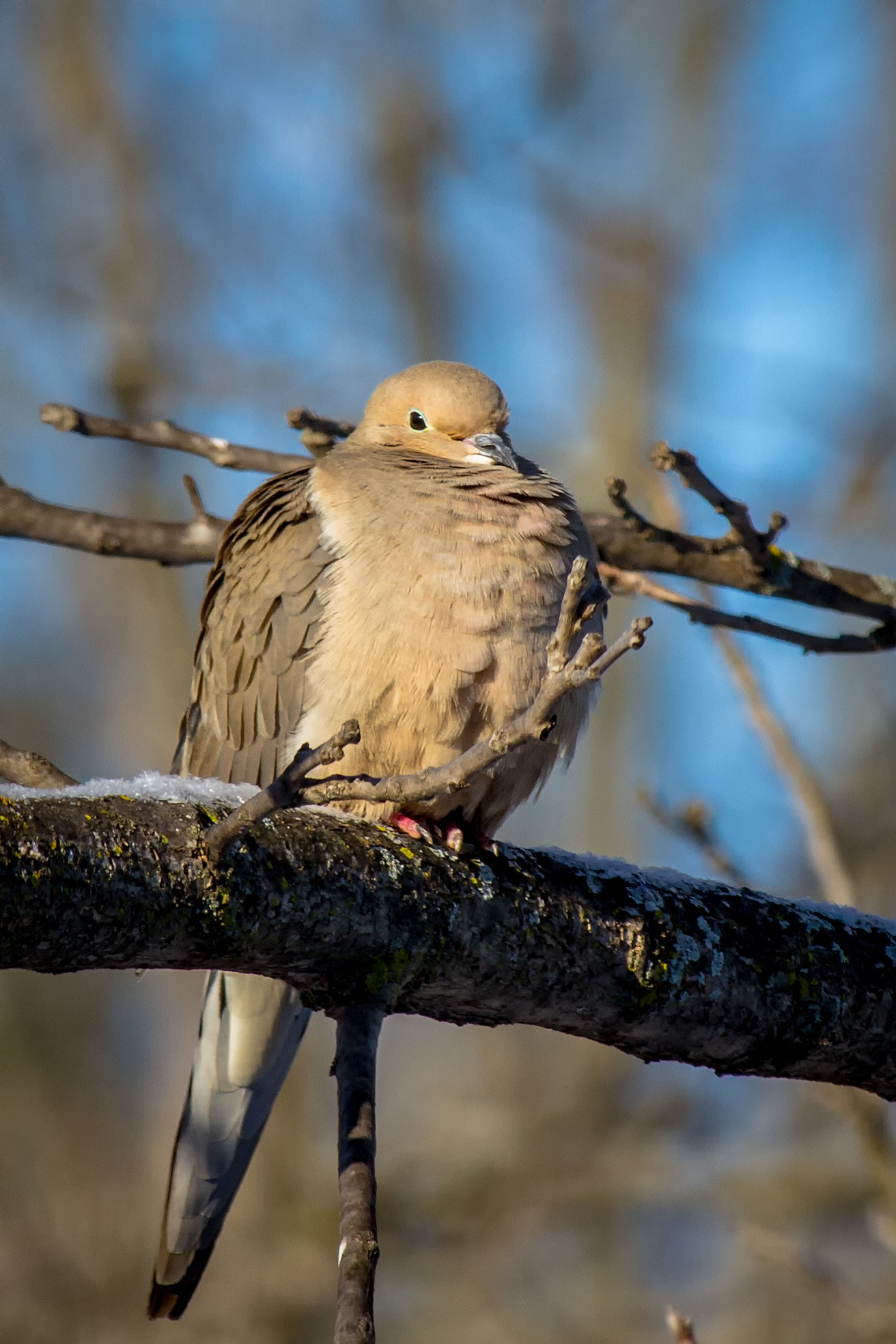 Canon EF-S 55-250mm F4-5.6 IS STM sample photo. Bird 170314 photography