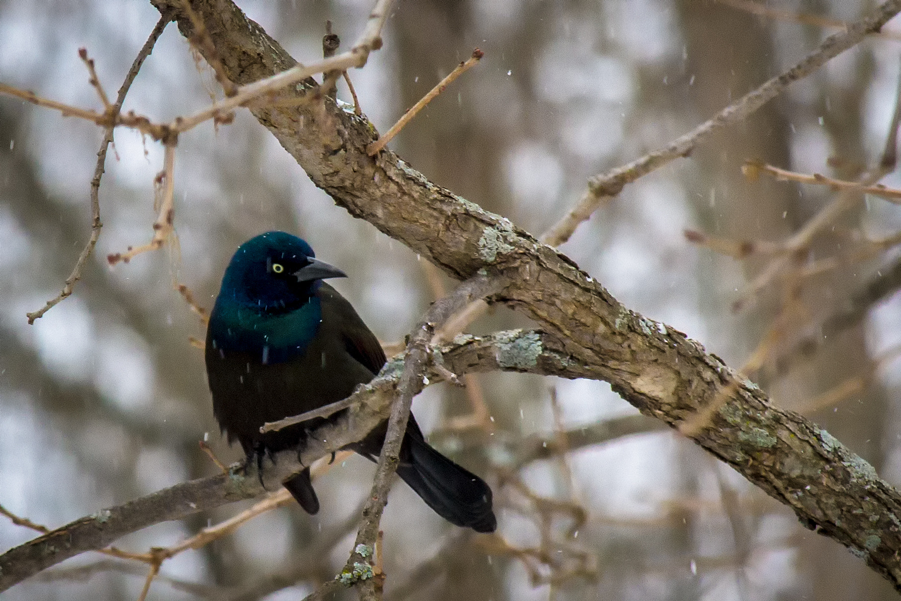 Canon EF-S 55-250mm F4-5.6 IS STM sample photo. Bird iv 170313 photography