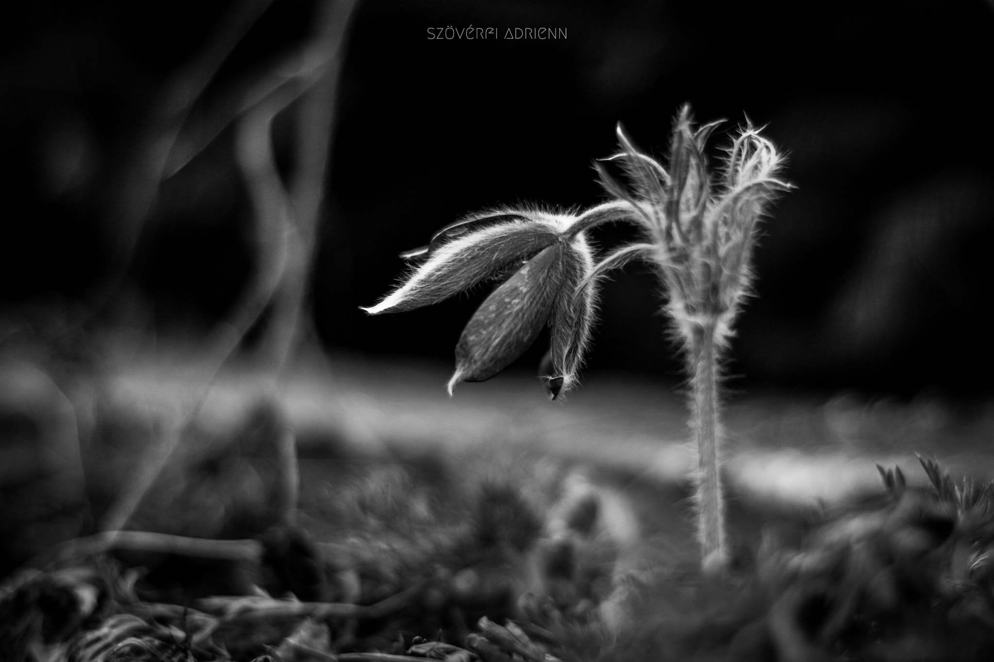 ZEISS Planar T* 50mm F1.4 sample photo. Springtime photography