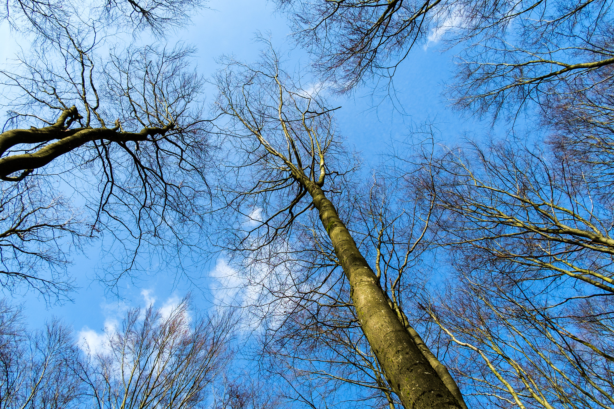 Fujifilm X-Pro1 + Fujifilm XF 18mm F2 R sample photo. Bäume zum himmel photography