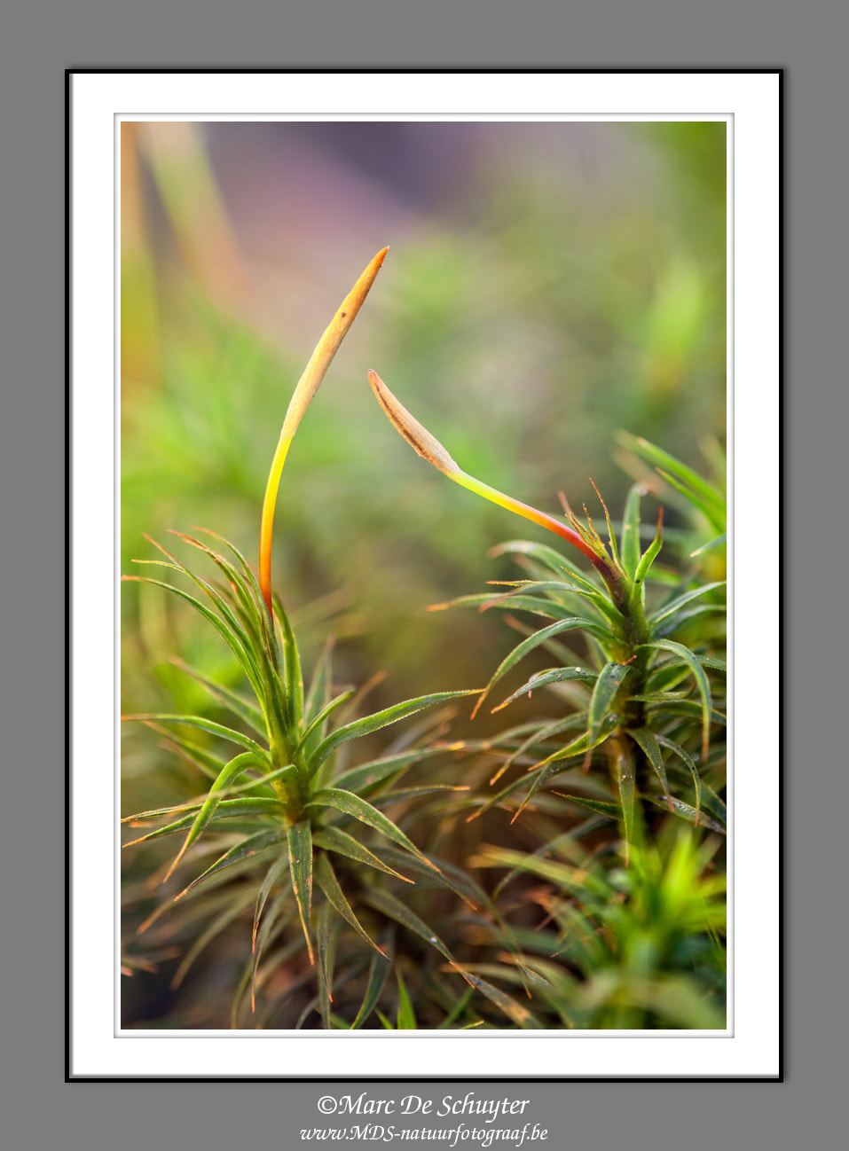 Canon TS-E 90mm F2.8 Tilt-Shift sample photo. Hair moss photography