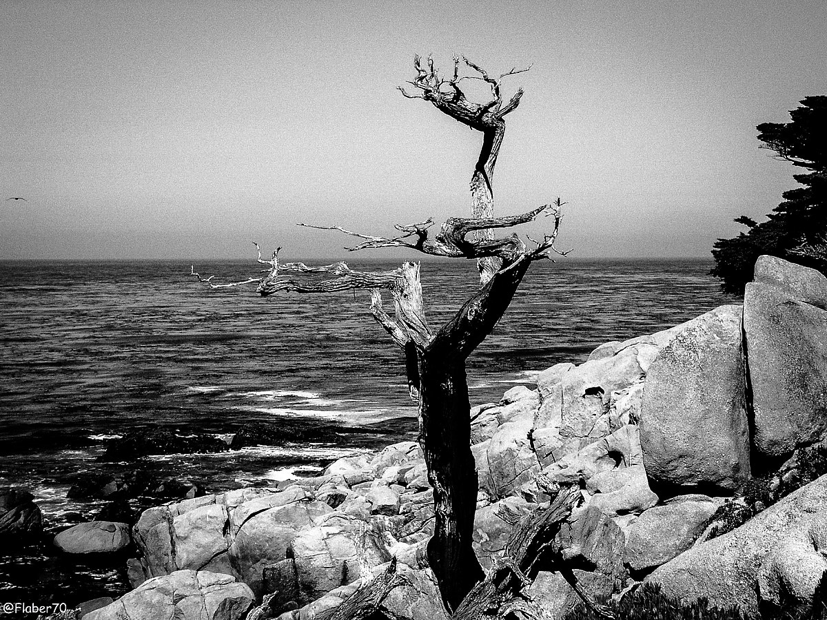 Sony DSC-P93 sample photo. Dead lonely tree photography