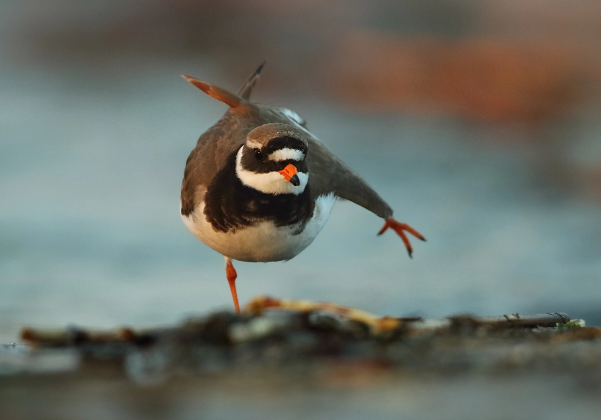 Canon EF 500mm F4L IS II USM sample photo. Little ringed plover photography