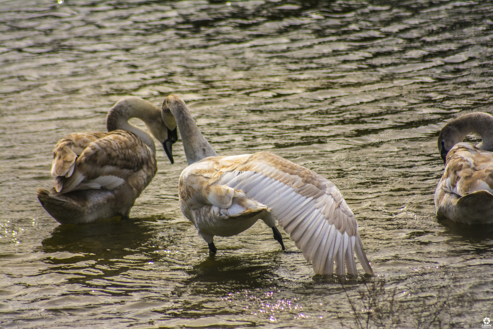 Sigma 70-300mm F4-5.6 APO DG Macro sample photo. Swans photography