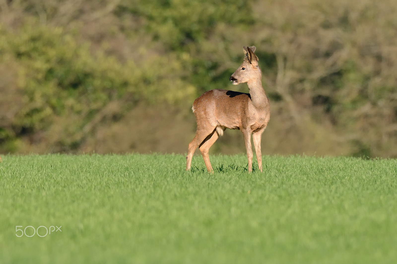 Nikon AF-S Nikkor 200-500mm F5.6E ED VR sample photo. Roe buck (jnr) in velvet photography