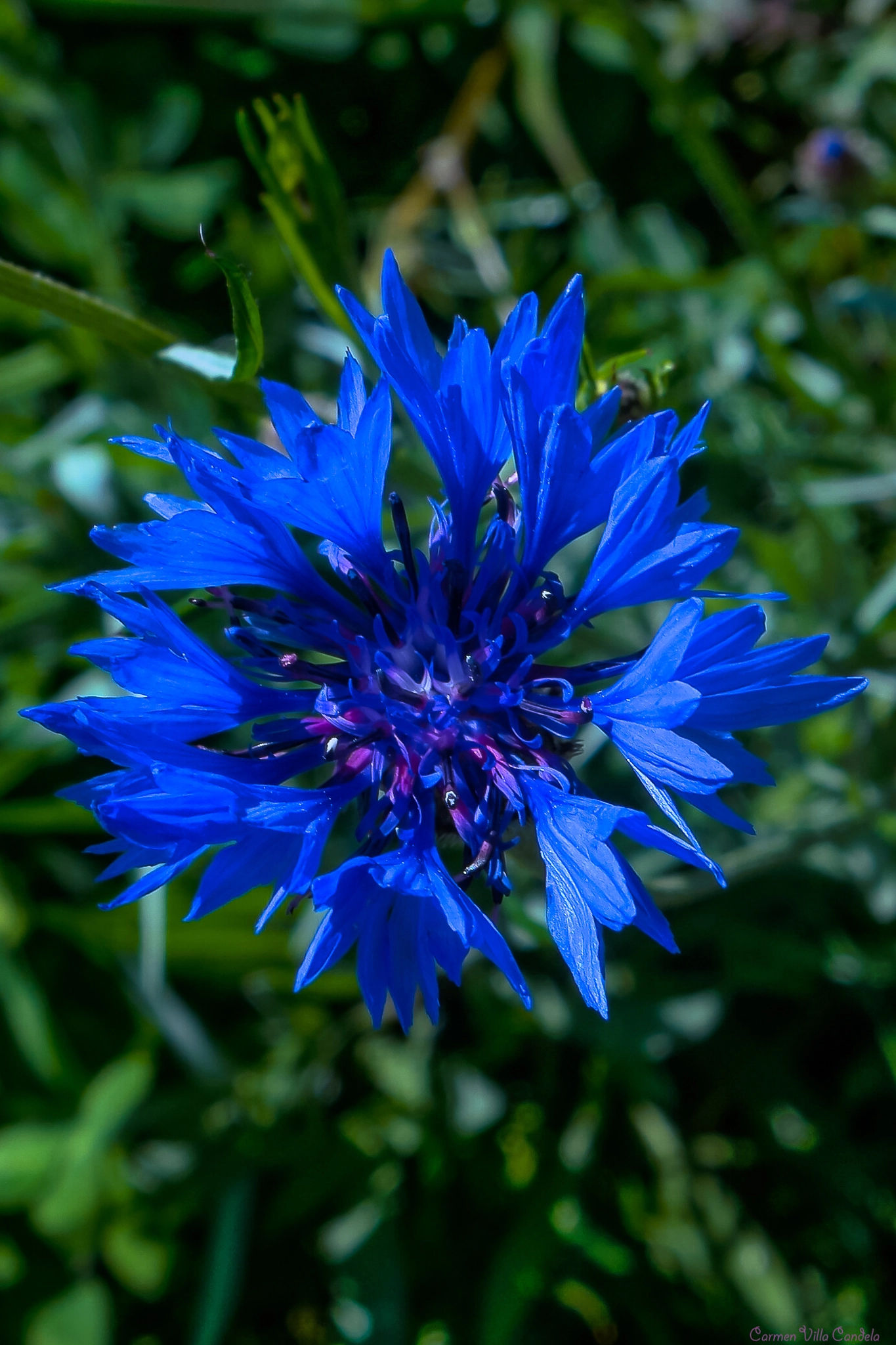 Samsung NX500 + Samsung NX 16-50mm F3.5-5.6 Power Zoom ED OIS sample photo. Yumi photography