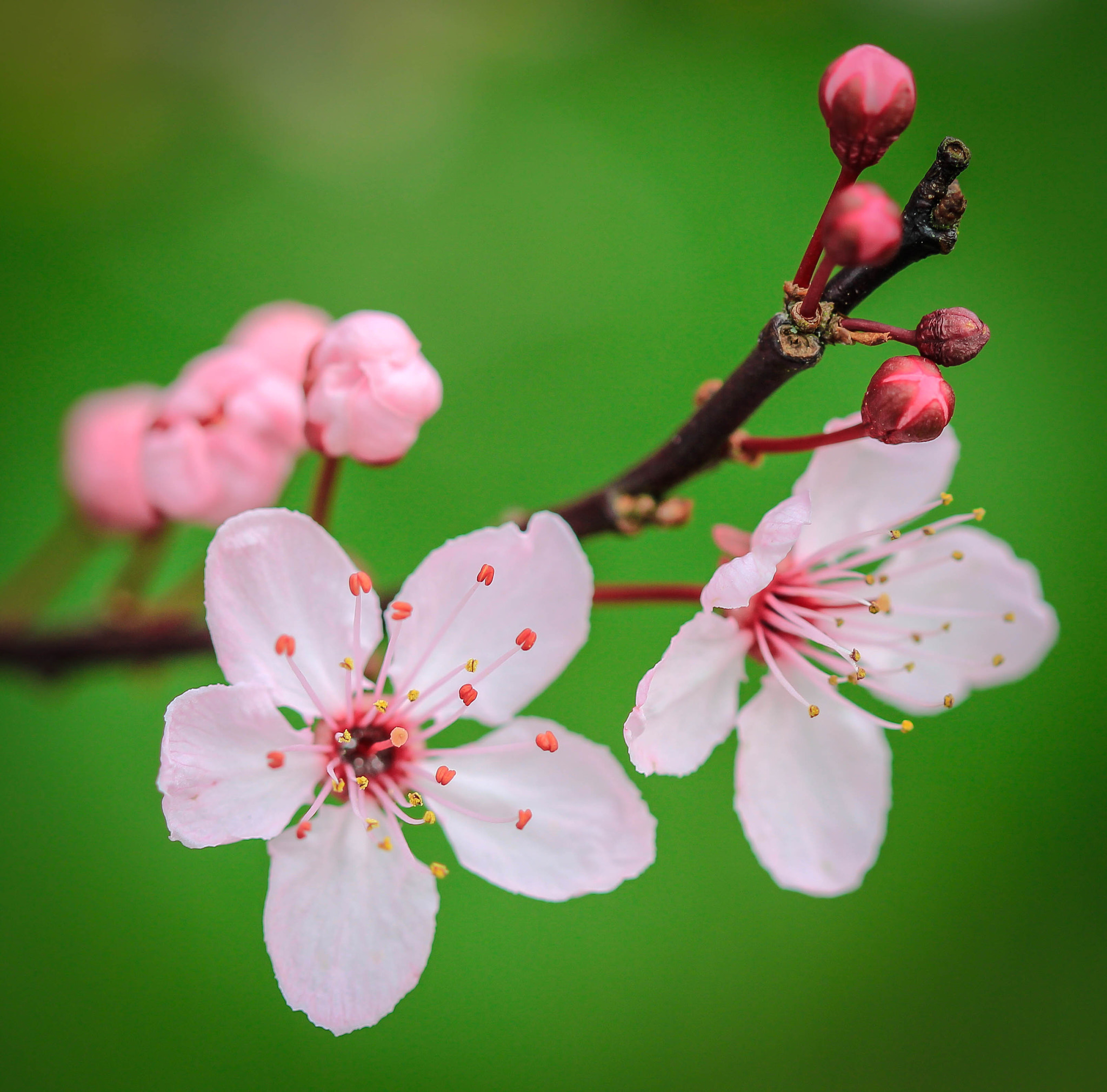 Canon EF 100mm F2.8 Macro USM sample photo. Prunus blossom photography