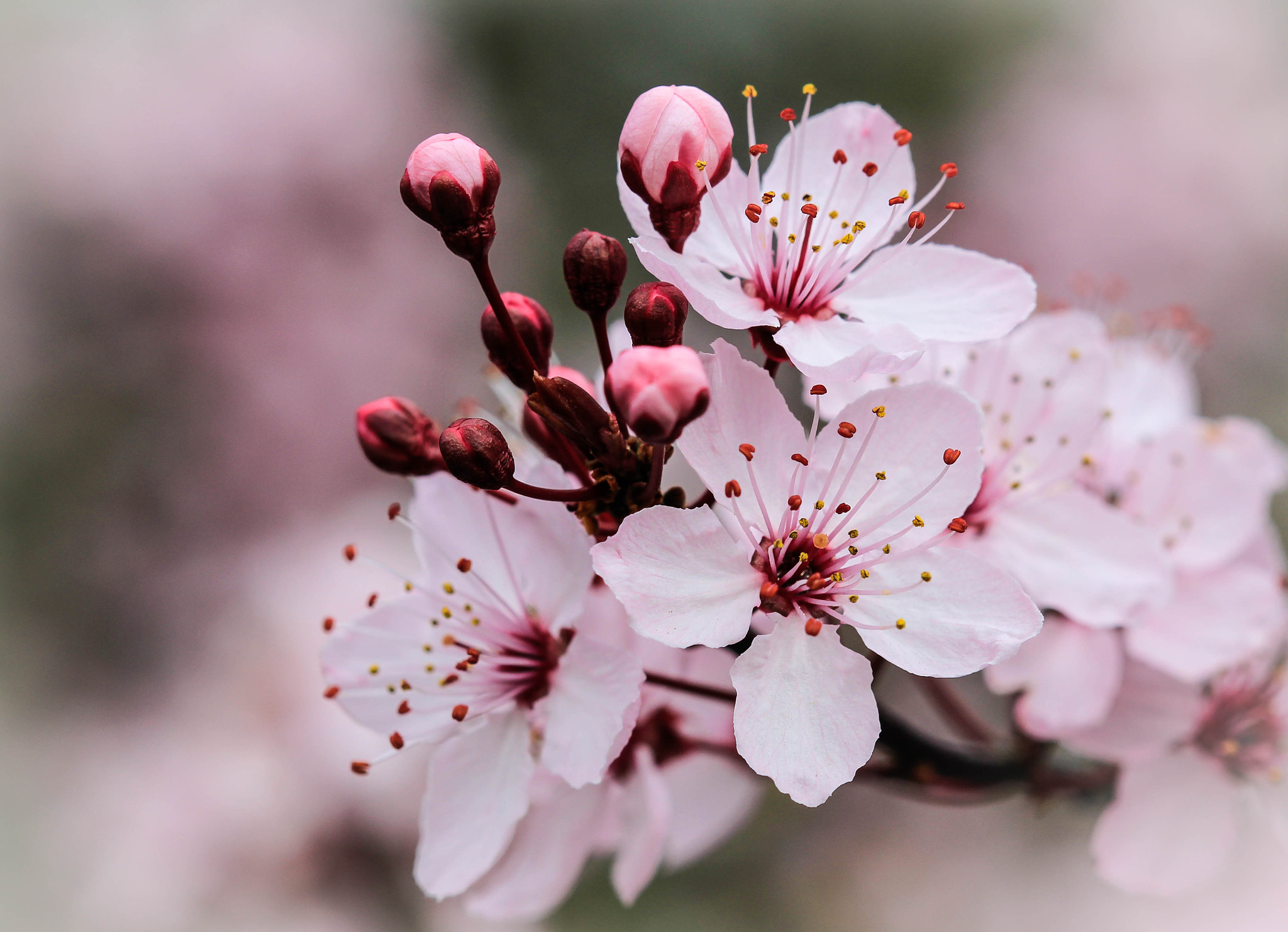 Canon EF 100mm F2.8 Macro USM sample photo. Prunus blossom photography