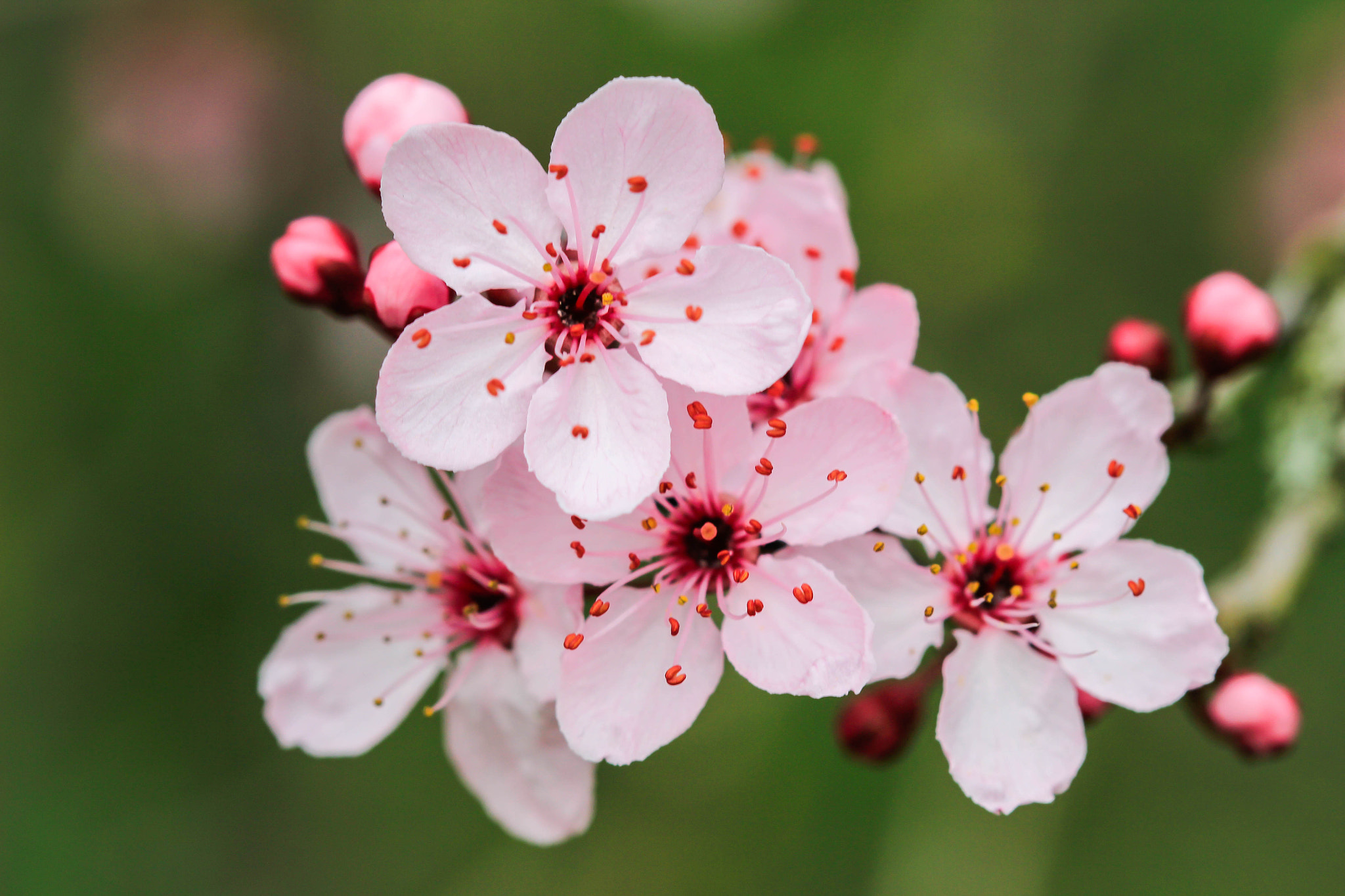 Canon EF 100mm F2.8 Macro USM sample photo. Prunus blossom photography