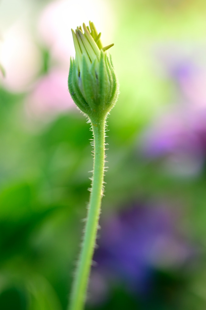 Nikon AF-S DX Micro Nikkor 40mm F2.8 sample photo