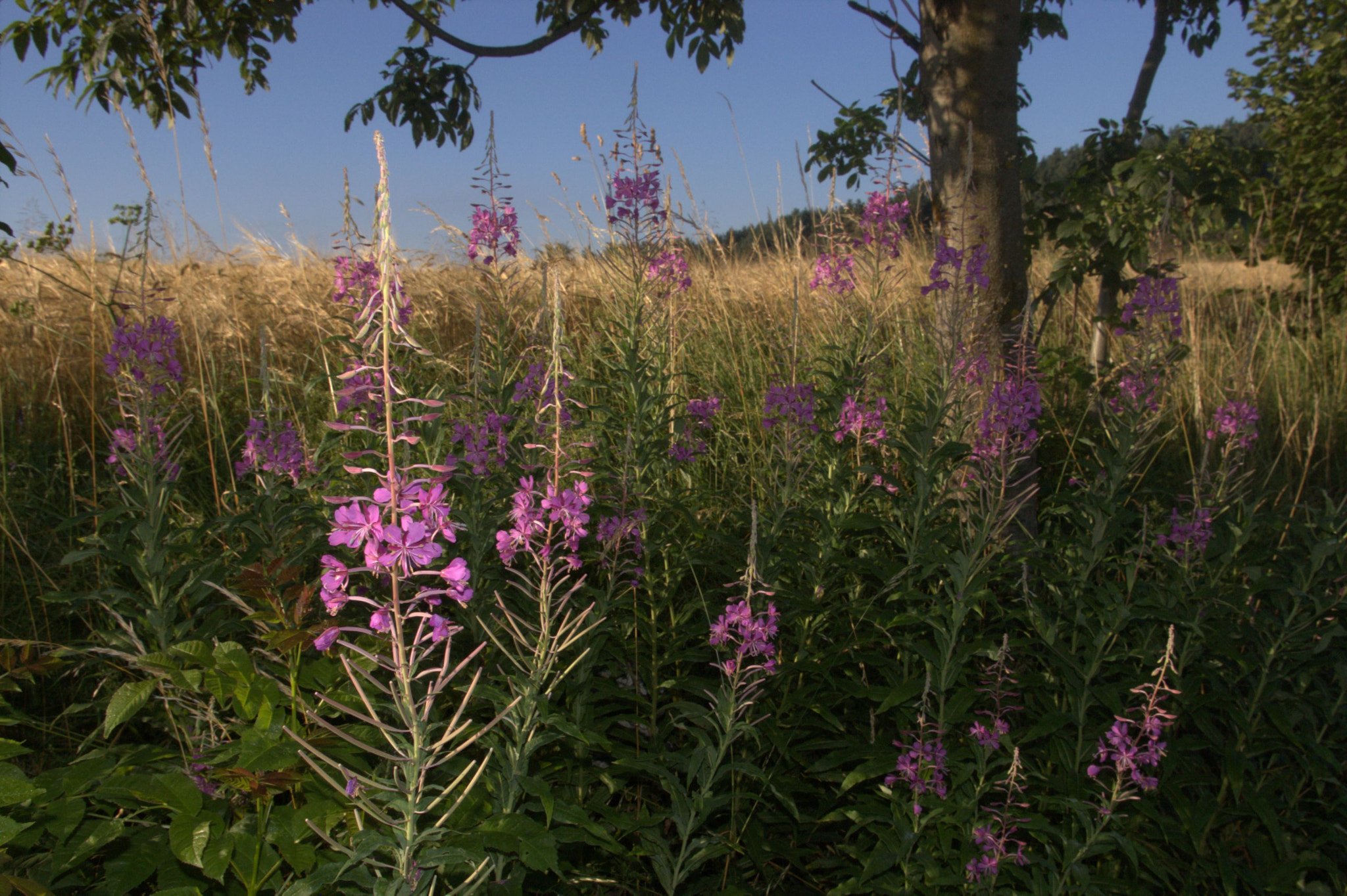 Pentax K100D Super sample photo. Lozere photography