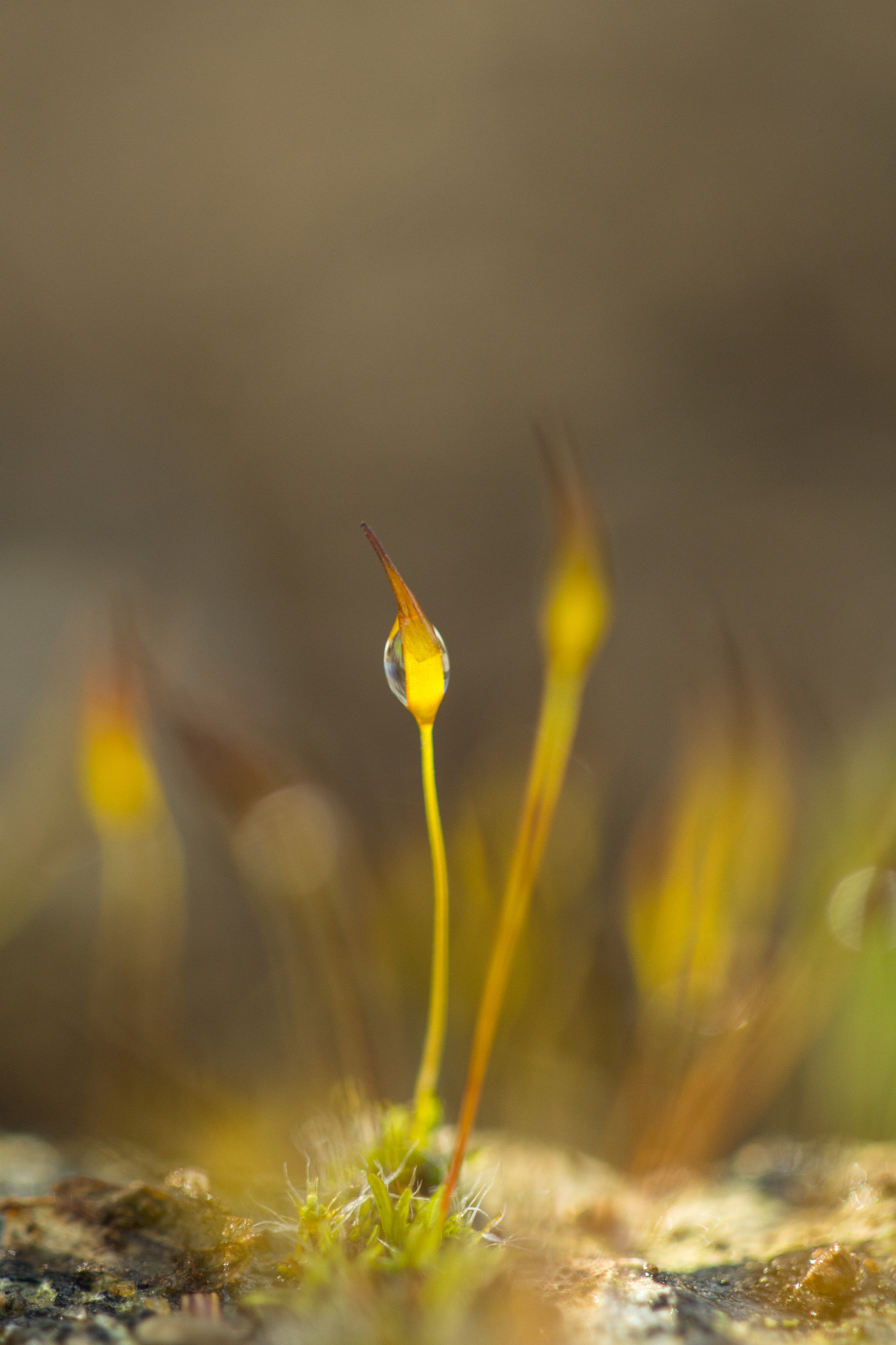 Canon EF 100mm F2.8 Macro USM sample photo. Water drop photography