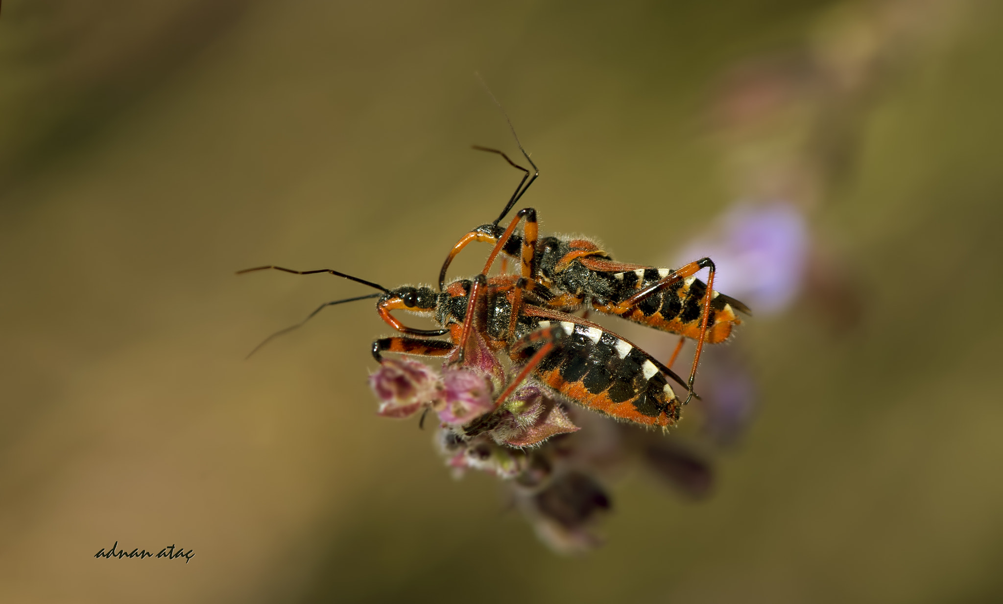 Nikon D5 sample photo. Katil (yırtıcı) tahtakurusu - rhynocoris punctiventris - orange assassin bug photography