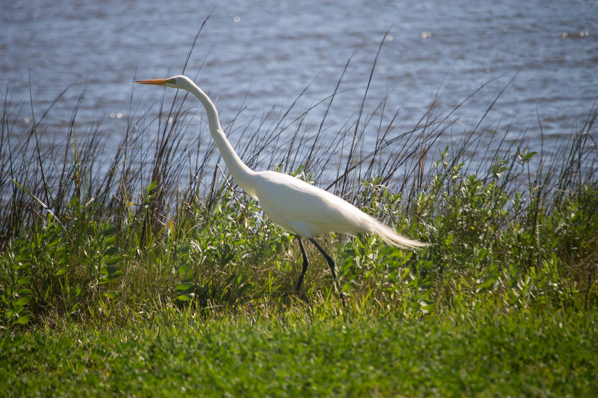 Canon EF-S 55-250mm F4-5.6 IS STM sample photo