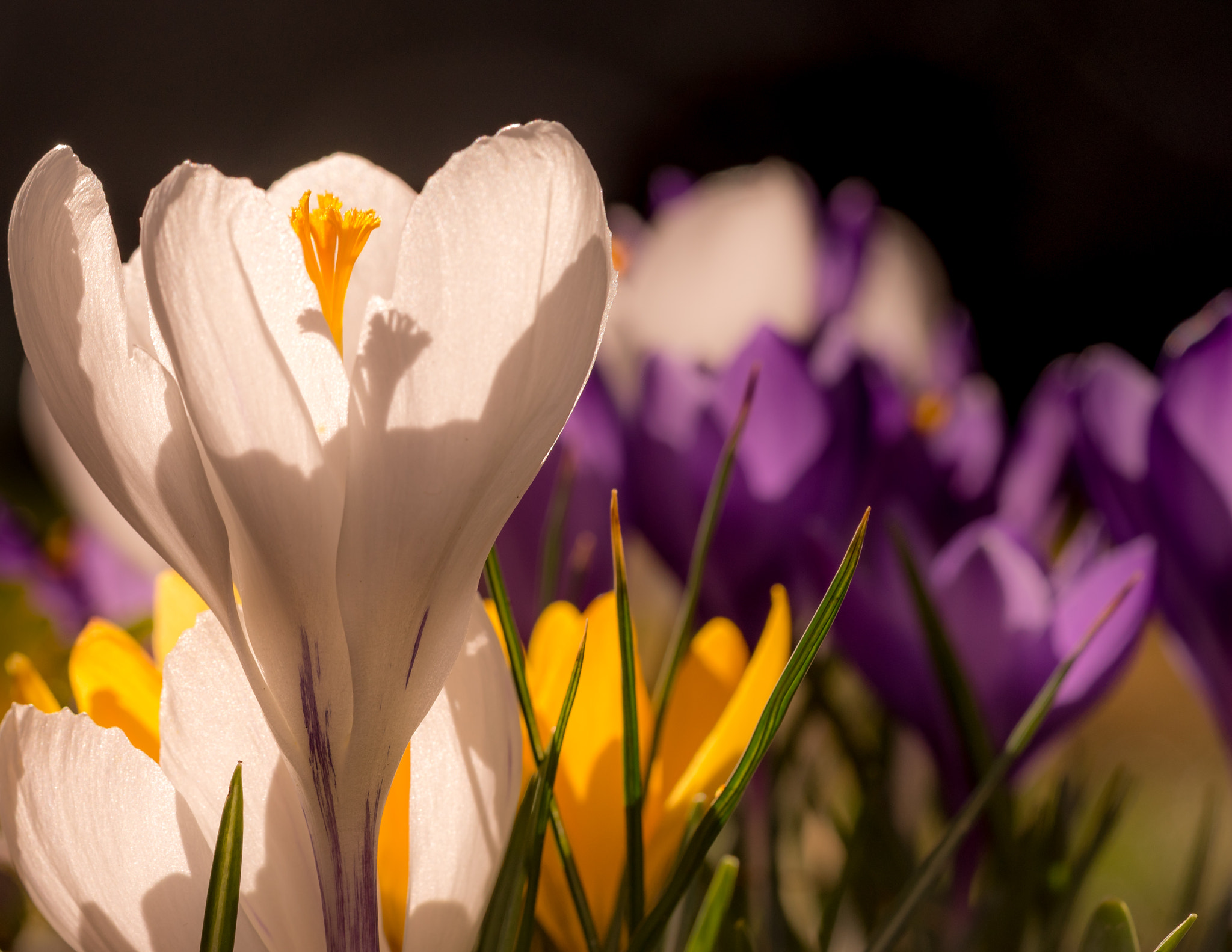 Sony a7R sample photo. Crocuses photography