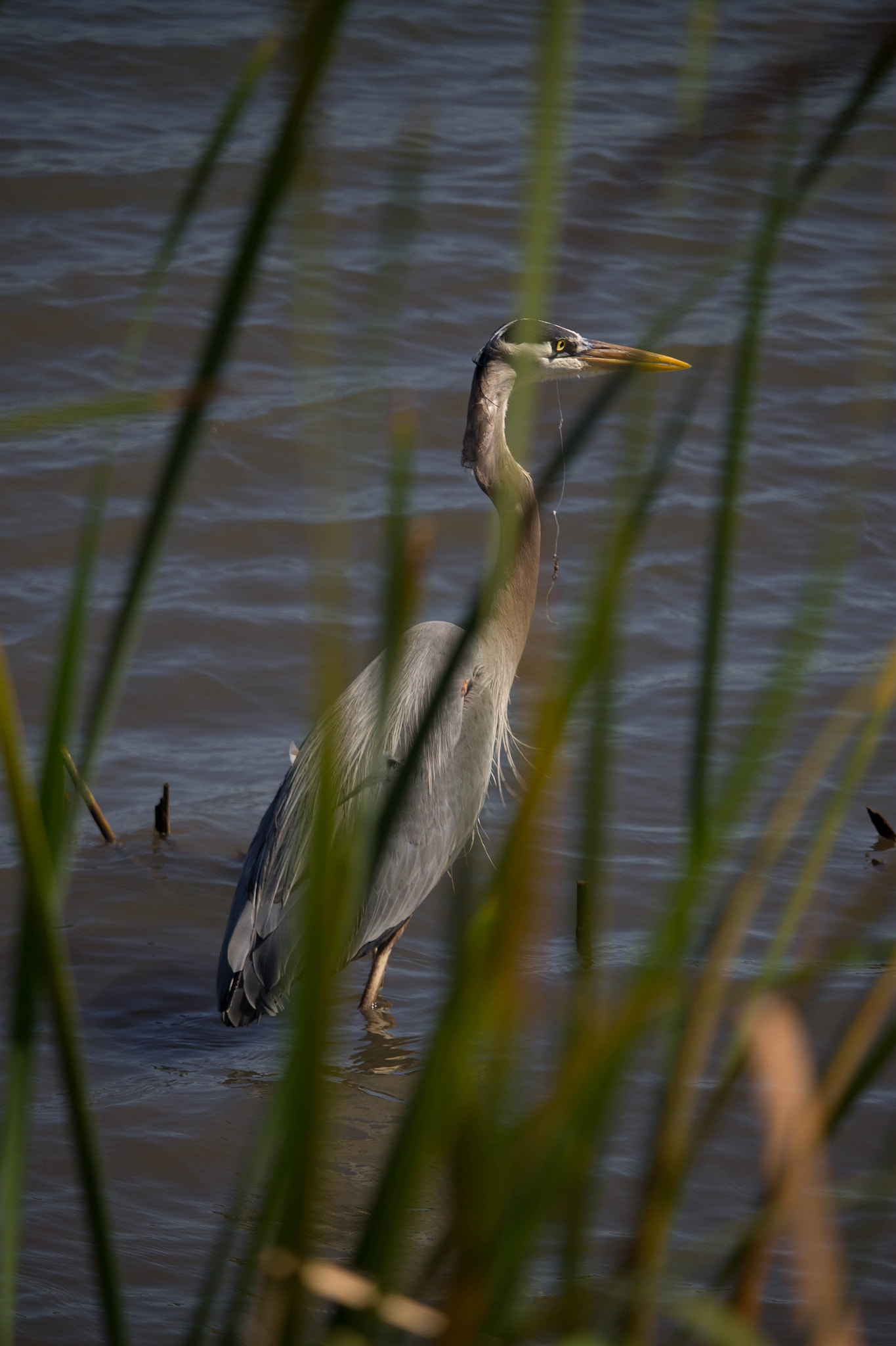 Canon EF-S 55-250mm F4-5.6 IS STM sample photo. Heron in the river photography