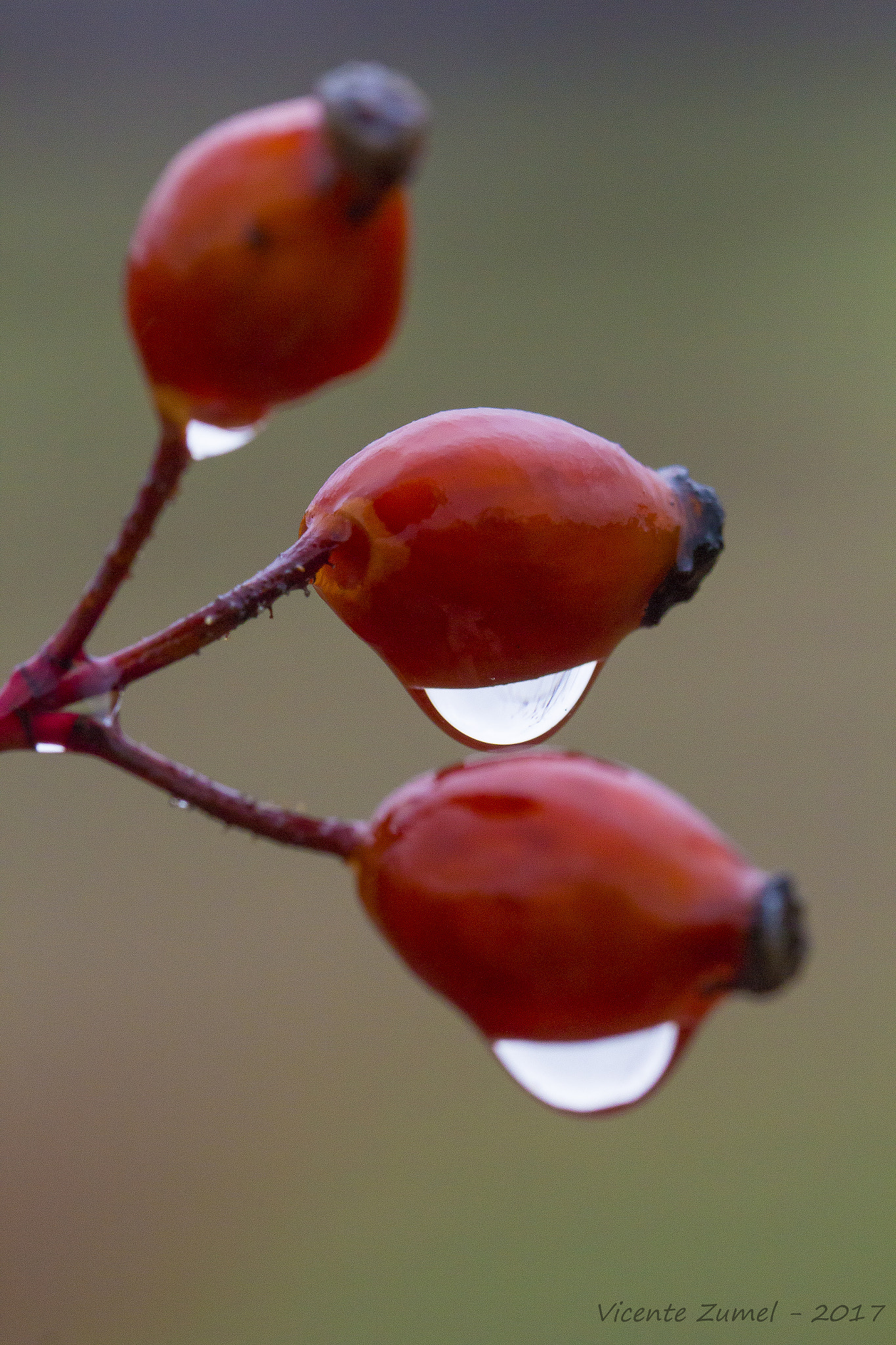 Canon EF 100mm F2.8L Macro IS USM sample photo. Rose hip photography