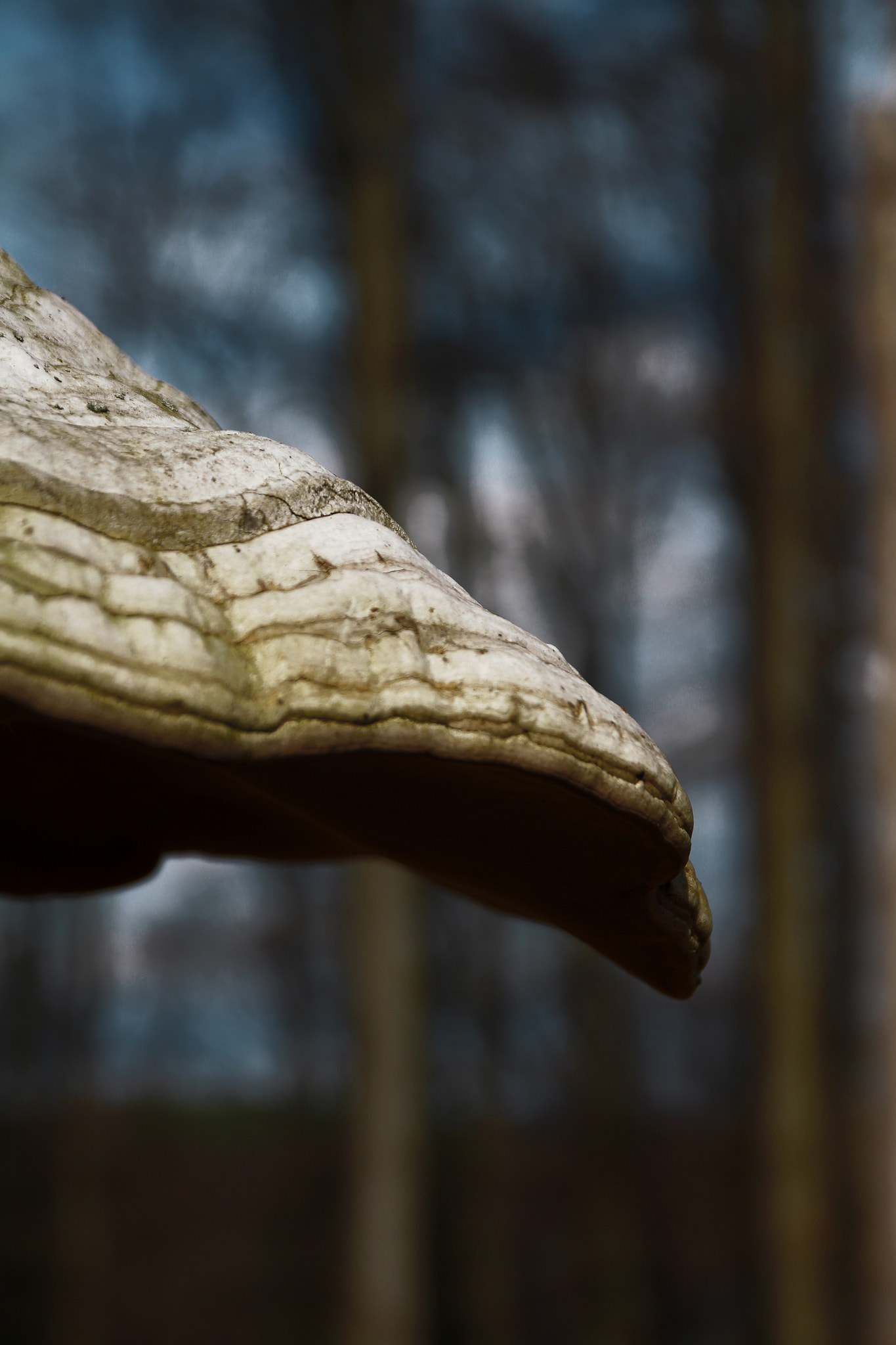 Sigma 17-70mm F2.8-4 DC Macro OS HSM sample photo. Baumpilz photography