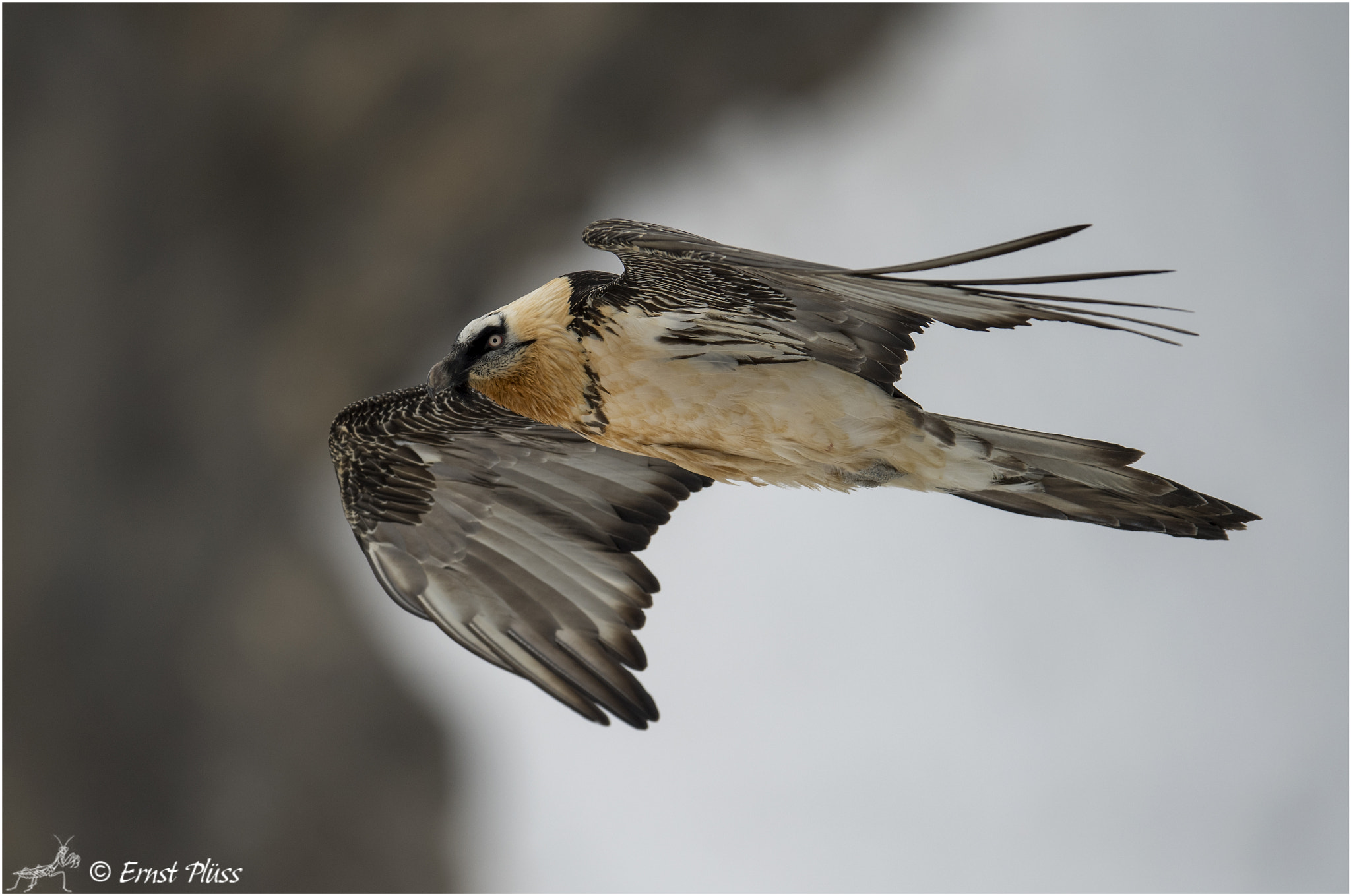 Nikon AF-S Nikkor 600mm F4E FL ED VR sample photo. Bearded vulture photography