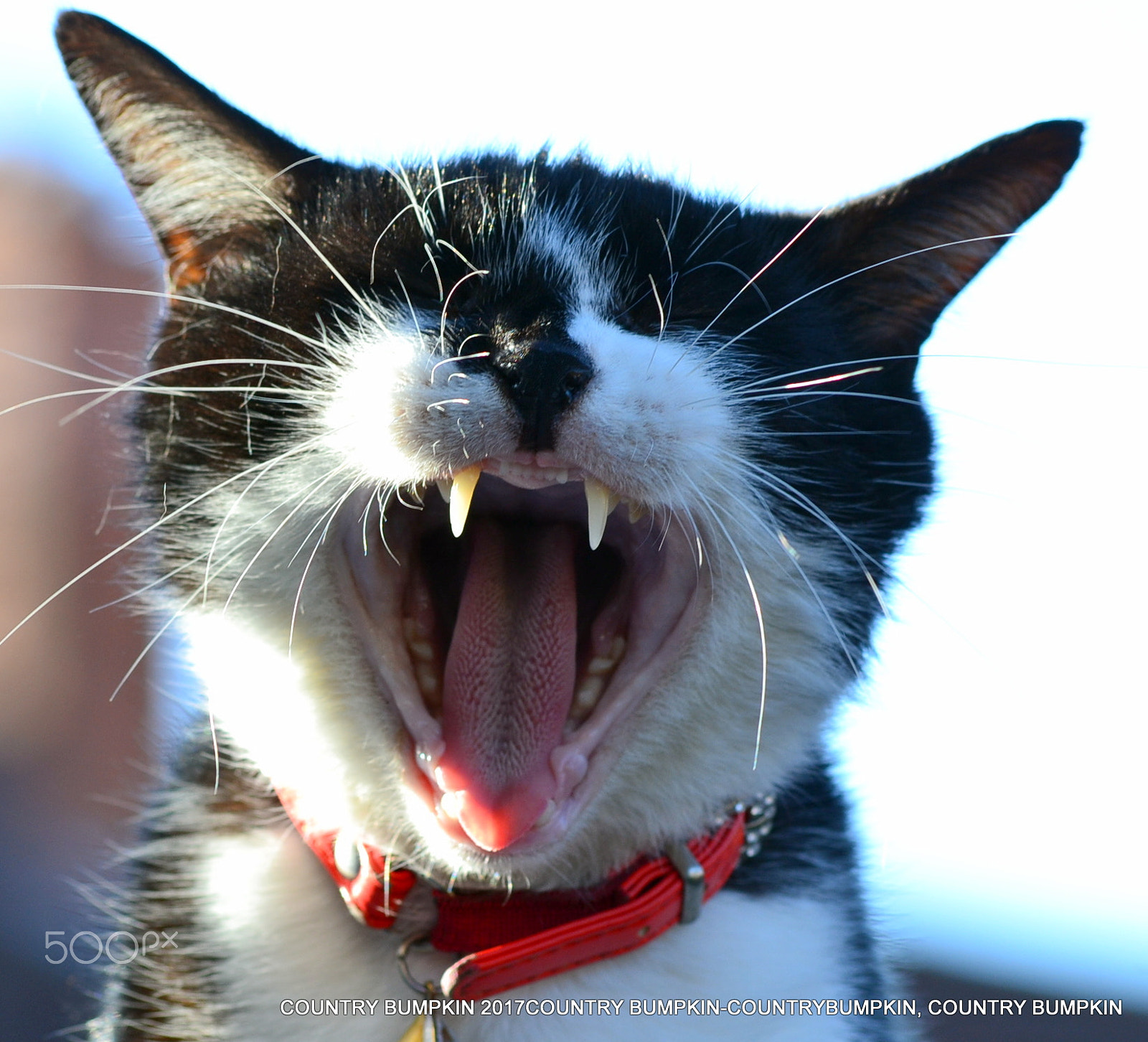 Sigma 70-300mm F4-5.6 APO DG Macro sample photo. Fanging heck photography
