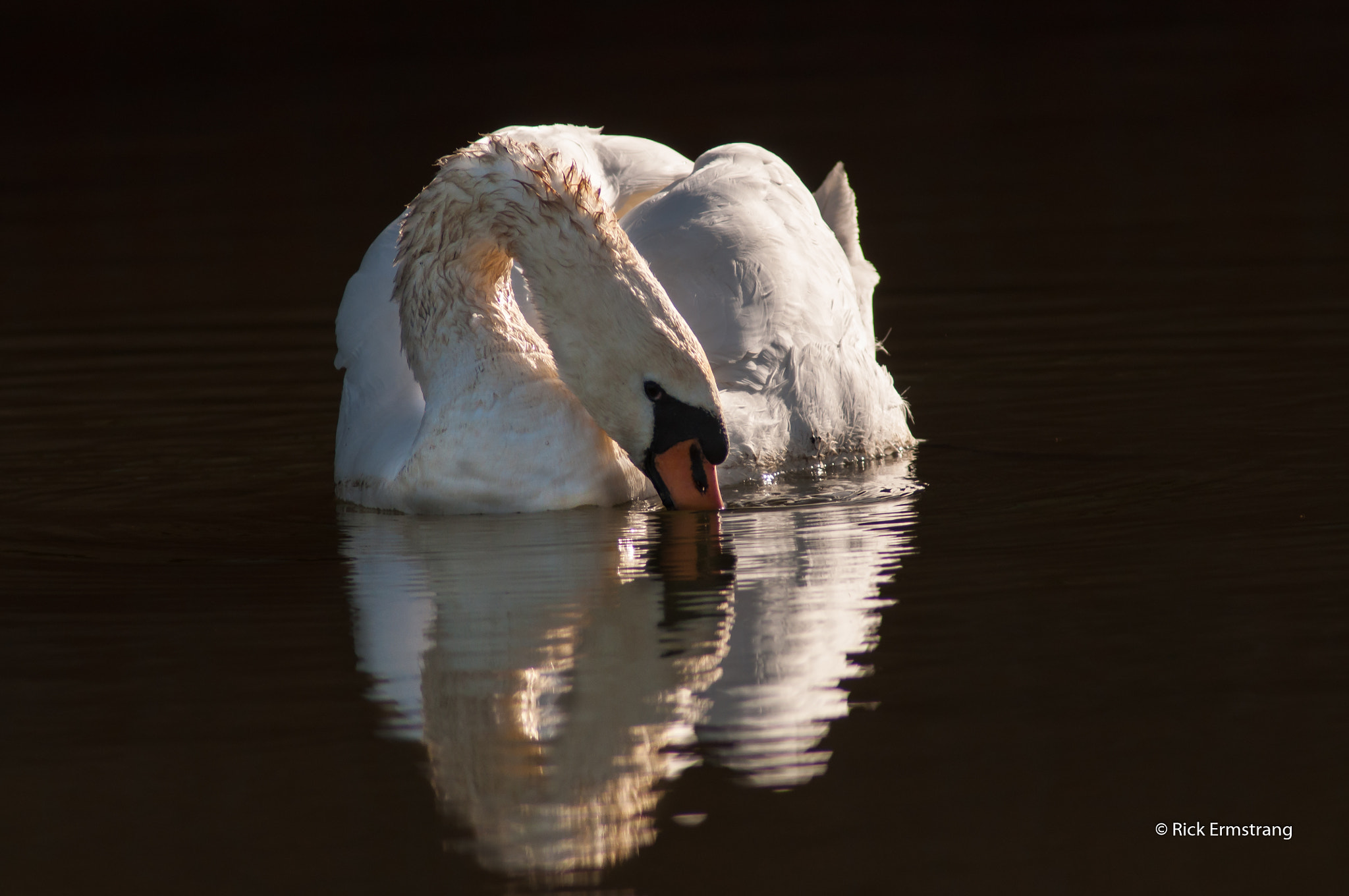 AF Nikkor 180mm f/2.8 IF-ED sample photo. Swan photography