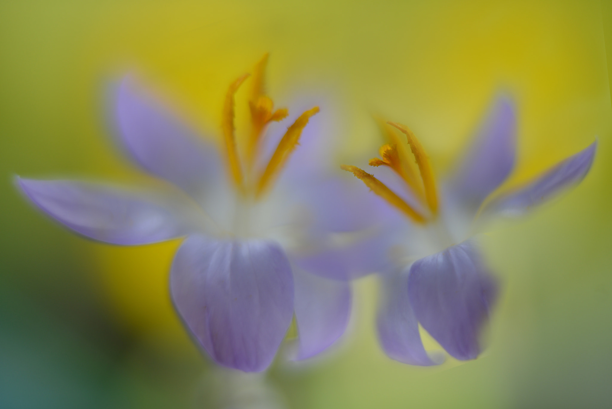 Nikon D600 + Sigma 50mm F1.4 DG HSM Art sample photo. Soft spring talk photography