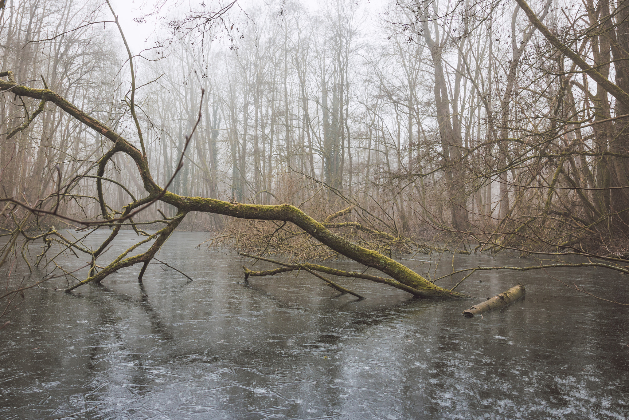 Canon EOS 750D (EOS Rebel T6i / EOS Kiss X8i) sample photo. Fallen and frozen photography