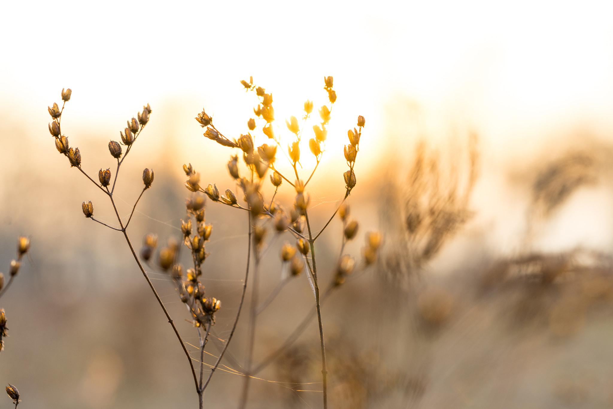Sony a7 II + Sony FE 90mm F2.8 Macro G OSS sample photo. Dsc photography