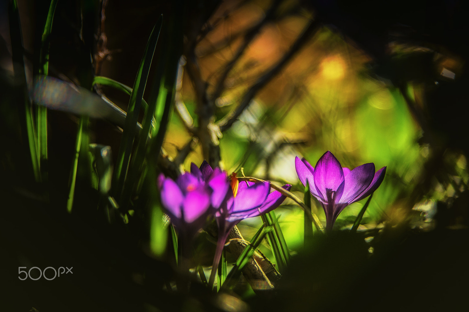 Canon EF 24-70mm F2.8L II USM sample photo. Shining light photography