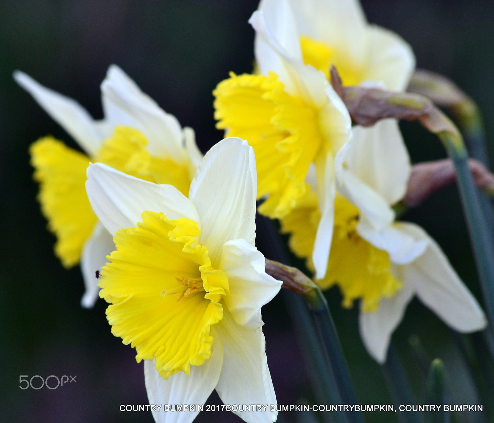 Sigma 70-300mm F4-5.6 APO DG Macro sample photo. Daffs in spring photography