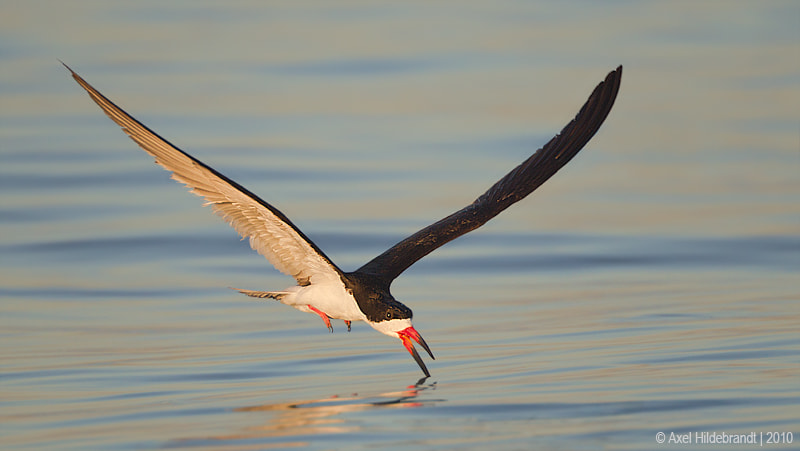 Canon EF 500mm F4L IS USM sample photo. Black skimmer photography