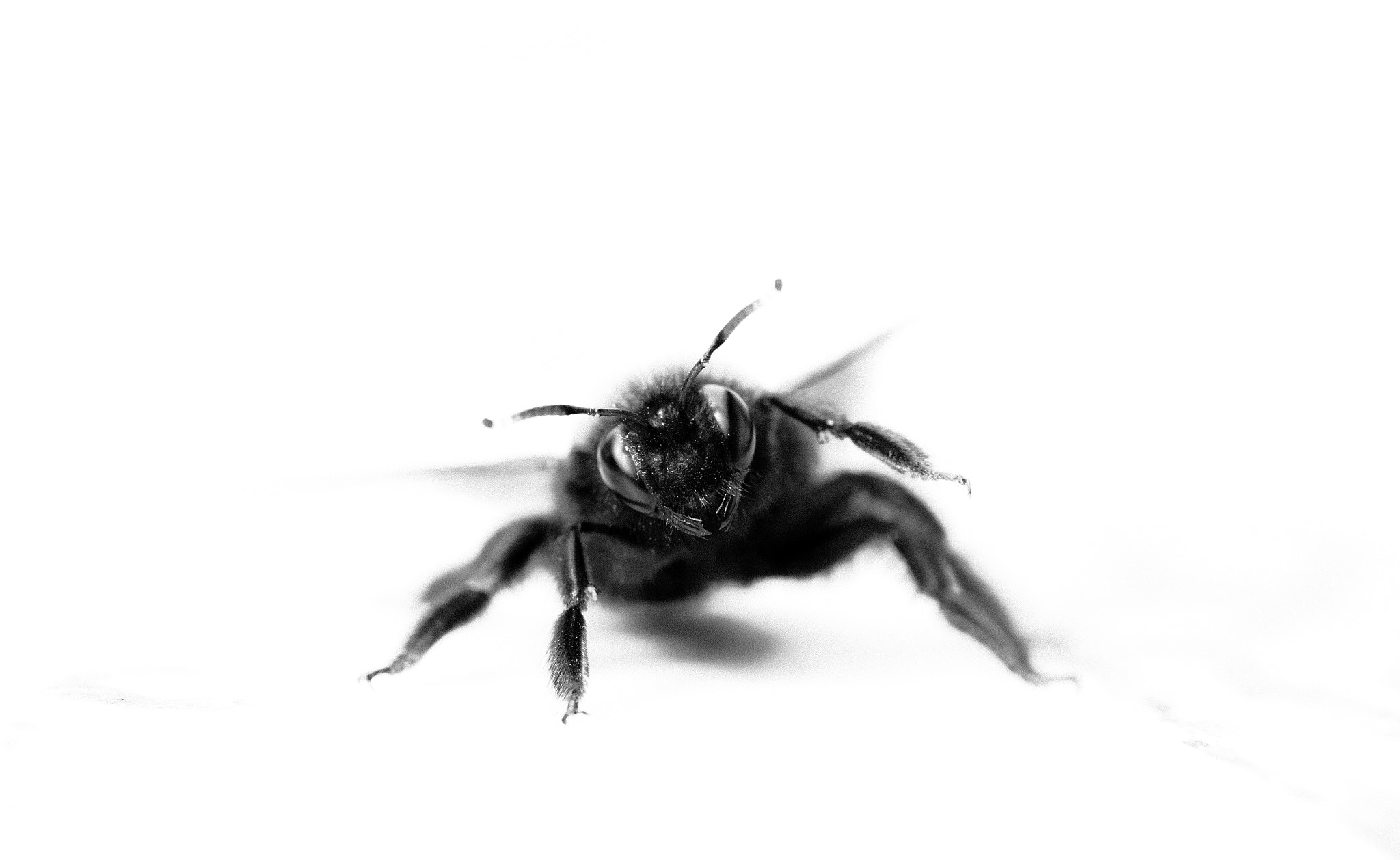 Canon EOS 6D + Sigma 105mm F2.8 EX DG OS HSM sample photo. Black bumblebee sumo... photography