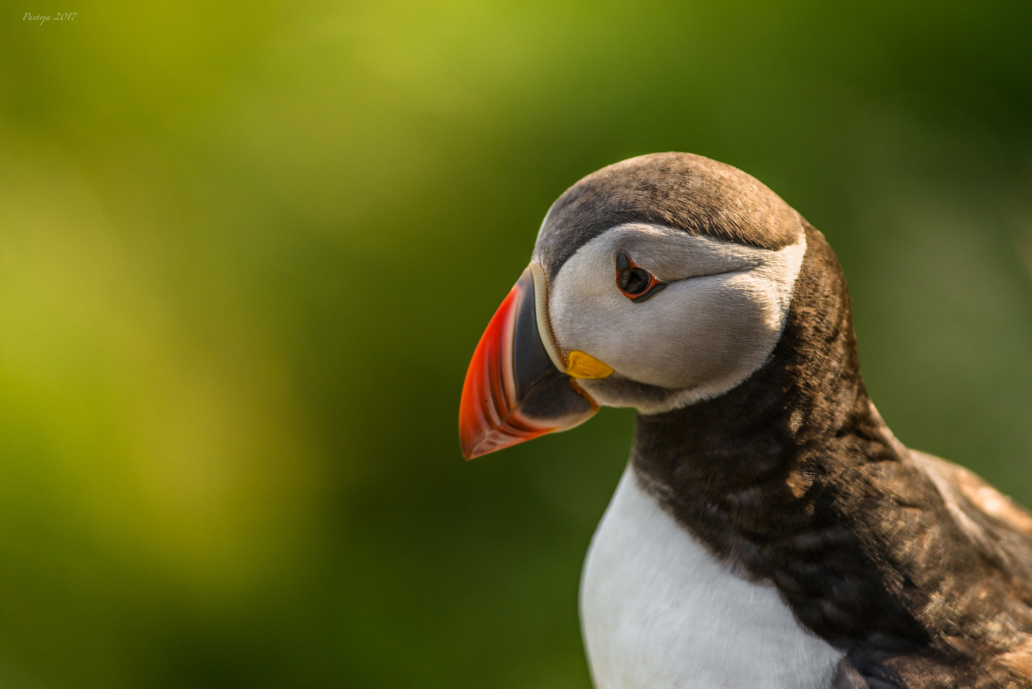 Nikon D600 sample photo. Atlantic puffin photography