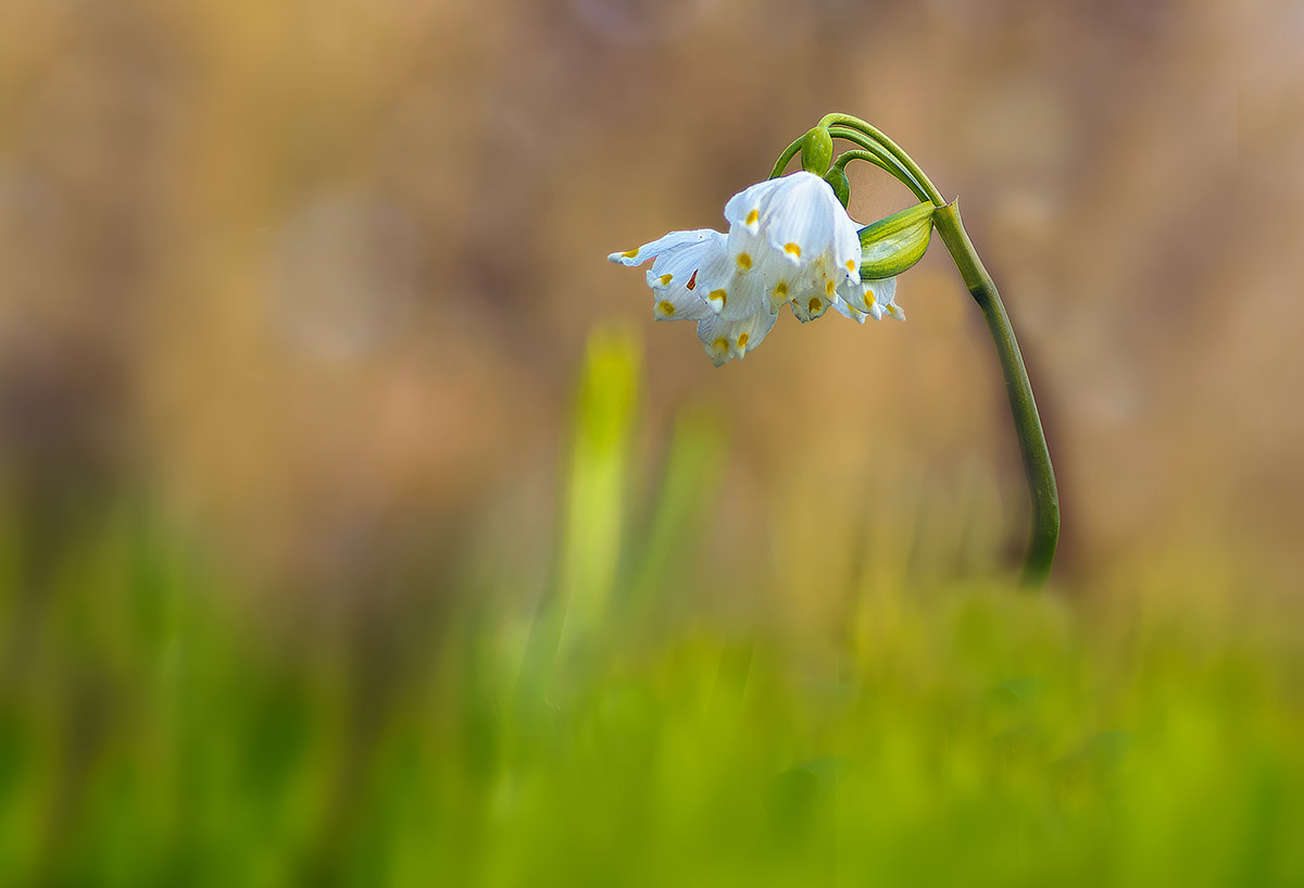 Canon EOS 60D + Tamron SP AF 90mm F2.8 Di Macro sample photo. Leucojum vernum photography