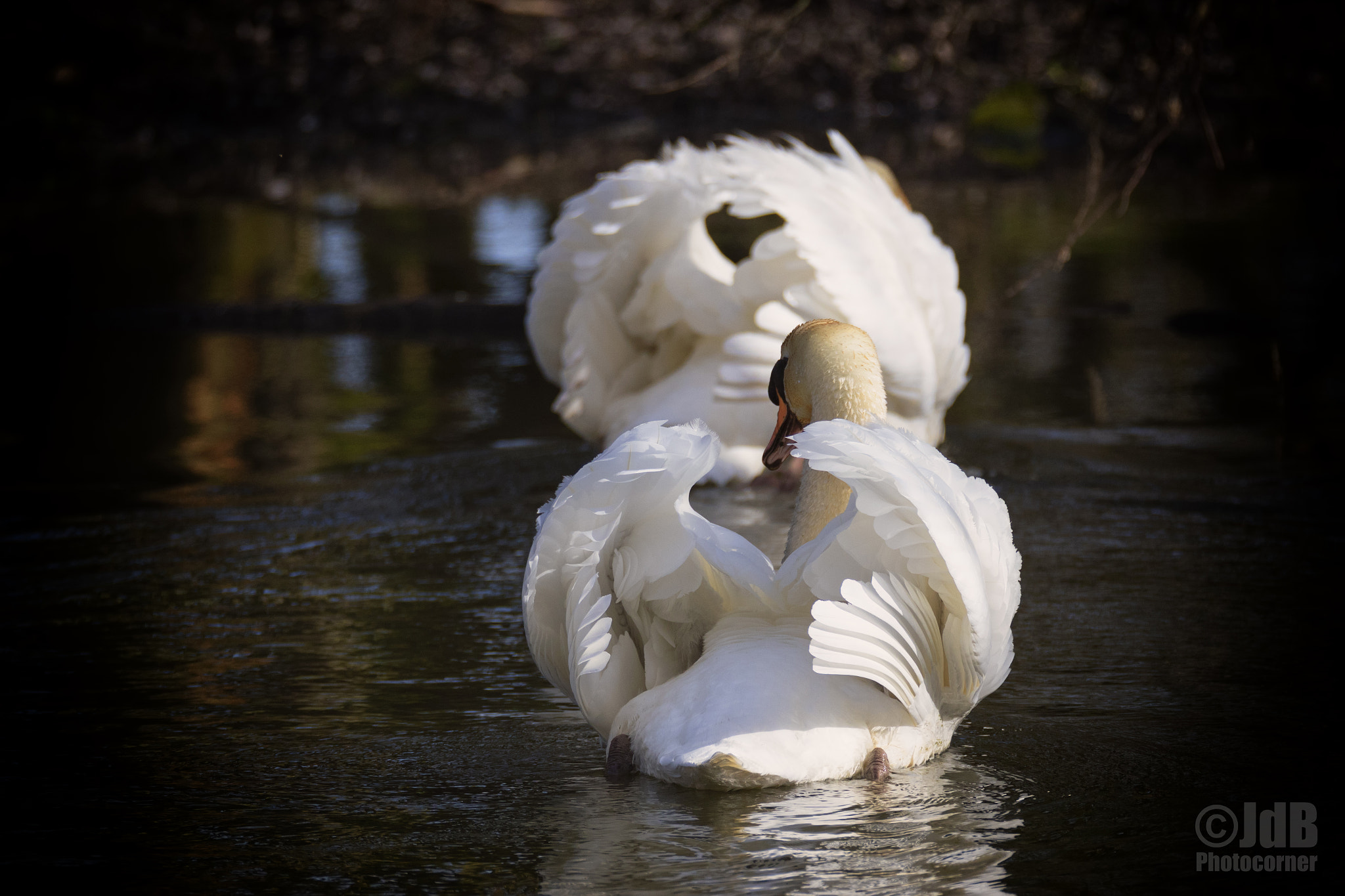 150-600mm F5-6.3 DG OS HSM | Sports 014 sample photo. Love is in the air photography