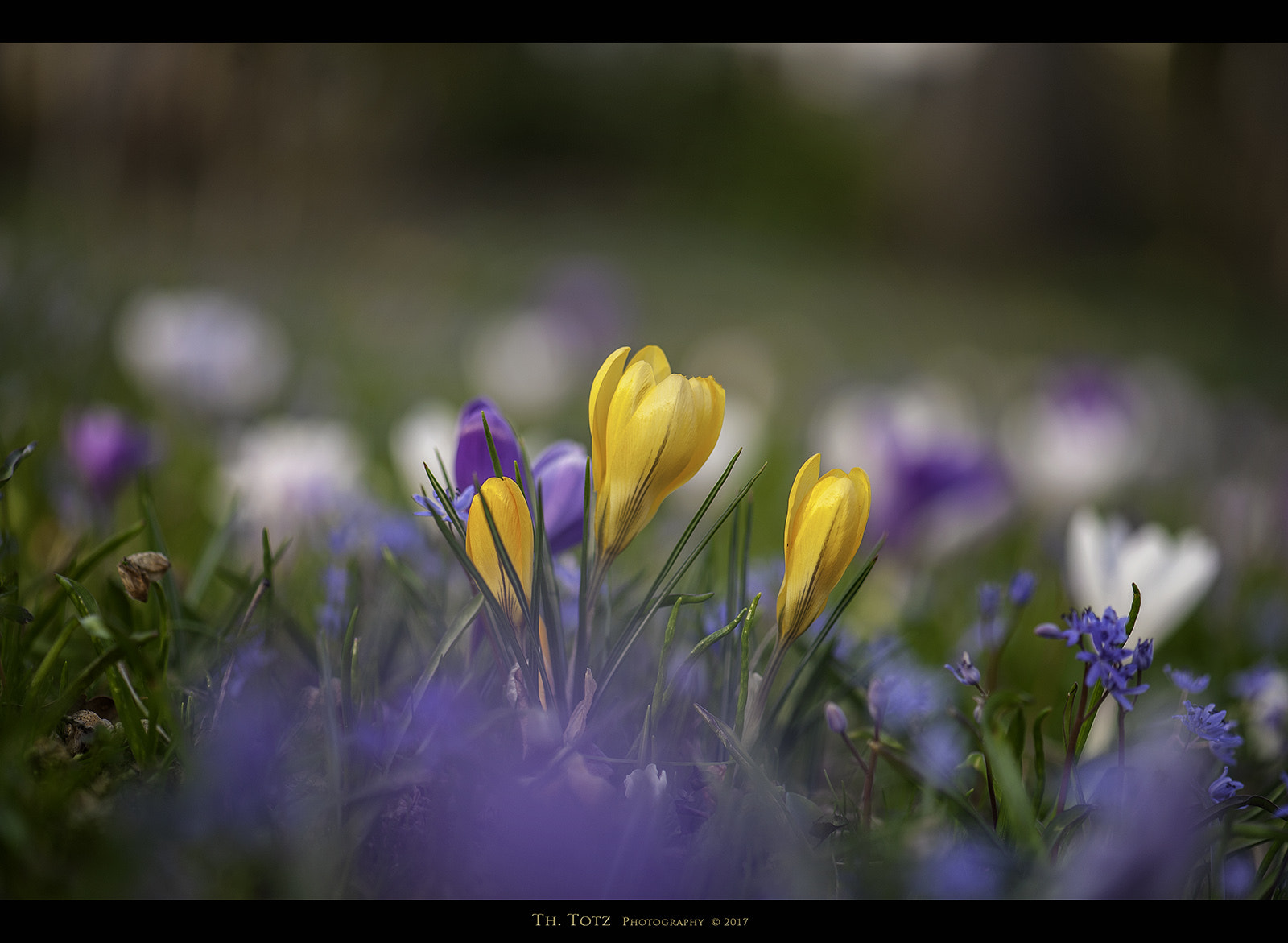 Nikon AF-S Micro-Nikkor 105mm F2.8G IF-ED VR sample photo. Crocuses photography
