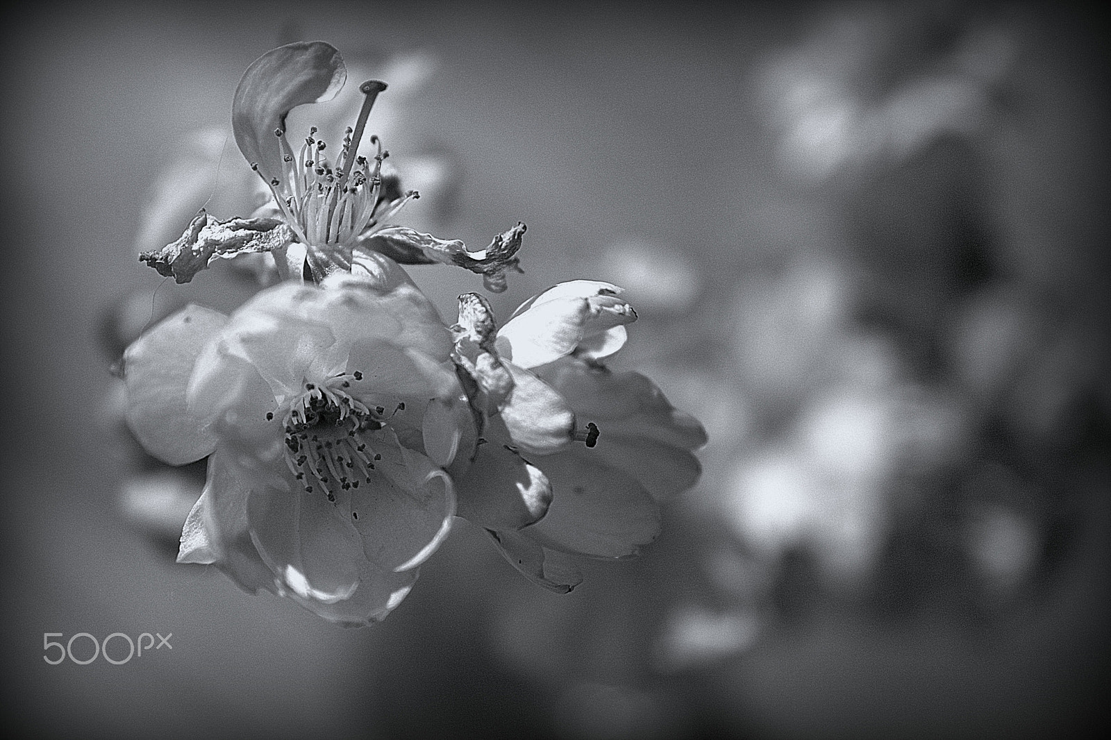 Canon EOS 400D (EOS Digital Rebel XTi / EOS Kiss Digital X) sample photo. ... beauty is never perfect ... photography