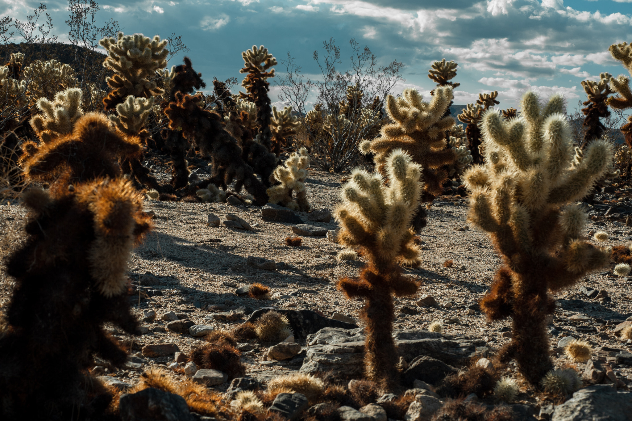 Nikon AF Micro-Nikkor 60mm F2.8D sample photo. Desert figures photography